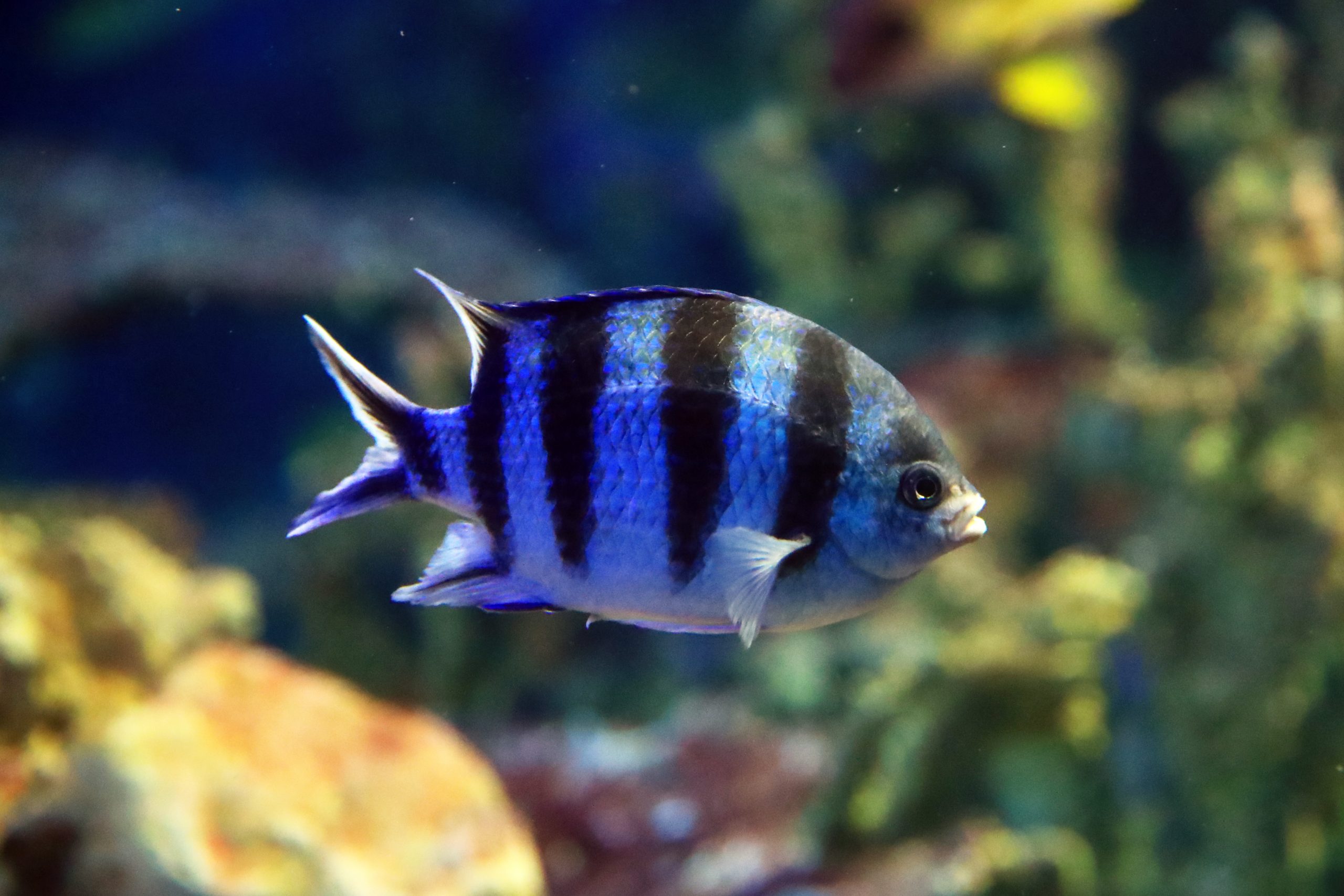 ロクセンスズメダイ 生きもの図鑑 鳥羽水族館 ロクセンスズメダイ 生きもの図鑑 鳥羽水族館