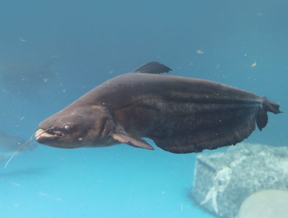 ナマズ目 生きもの図鑑 鳥羽水族館