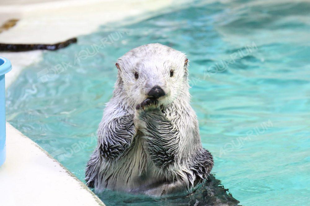 アラスカラッコ 生きもの図鑑 鳥羽水族館 アラスカラッコ 生きもの図鑑 鳥羽水族館
