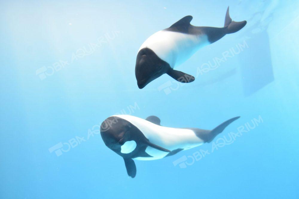 イロワケイルカ - 生きもの図鑑 鳥羽水族館