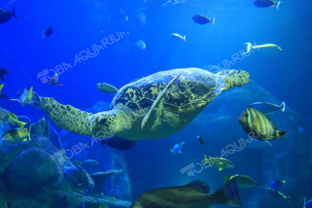 アオウミガメ - 生きもの図鑑 鳥羽水族館