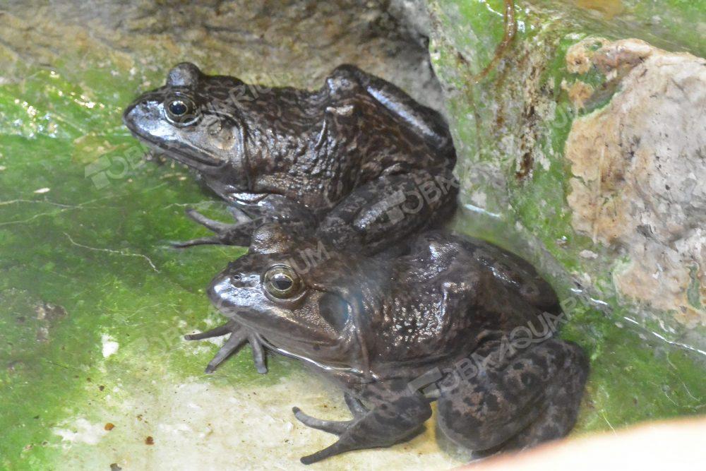 ウシガエル 生きもの図鑑 鳥羽水族館