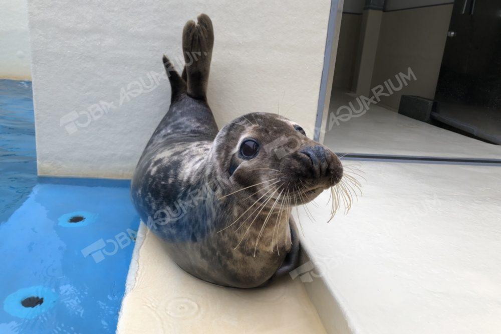 ハイイロアザラシ - 生きもの図鑑 鳥羽水族館