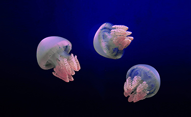 インデックスページ 生きもの図鑑 鳥羽水族館 インデックスページ 生きもの図鑑 鳥羽水族館