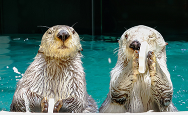 インデックスページ 生きもの図鑑 鳥羽水族館 インデックスページ 生きもの図鑑 鳥羽水族館