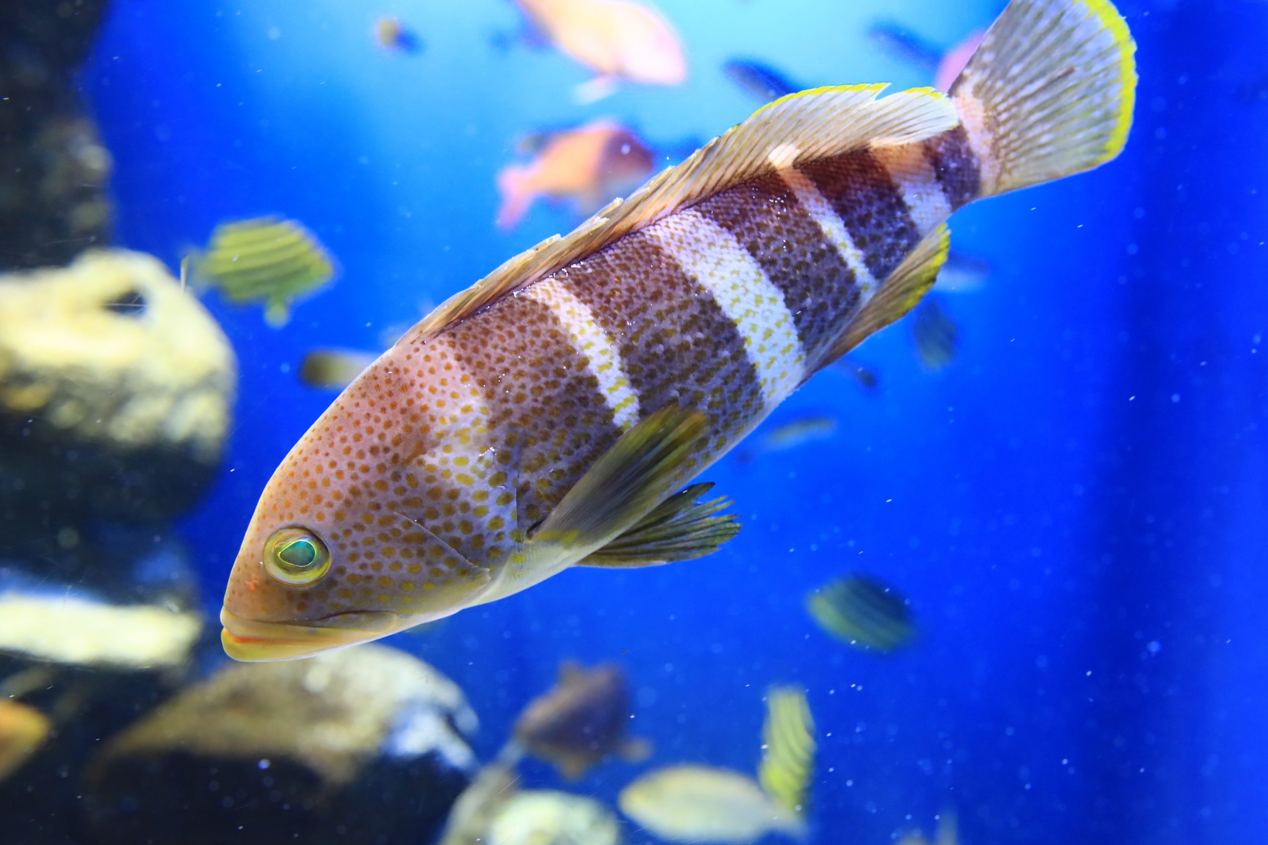 アオハタ - 生きもの図鑑 鳥羽水族館