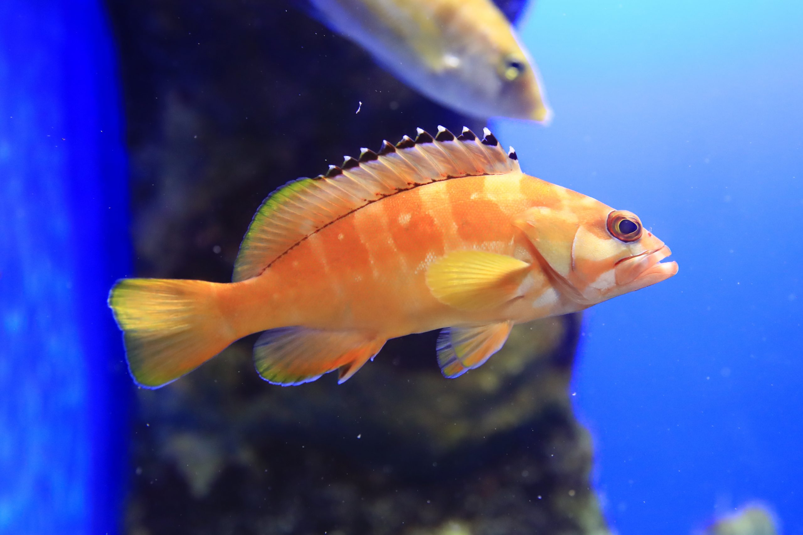 アカハタ - 生きもの図鑑 鳥羽水族館