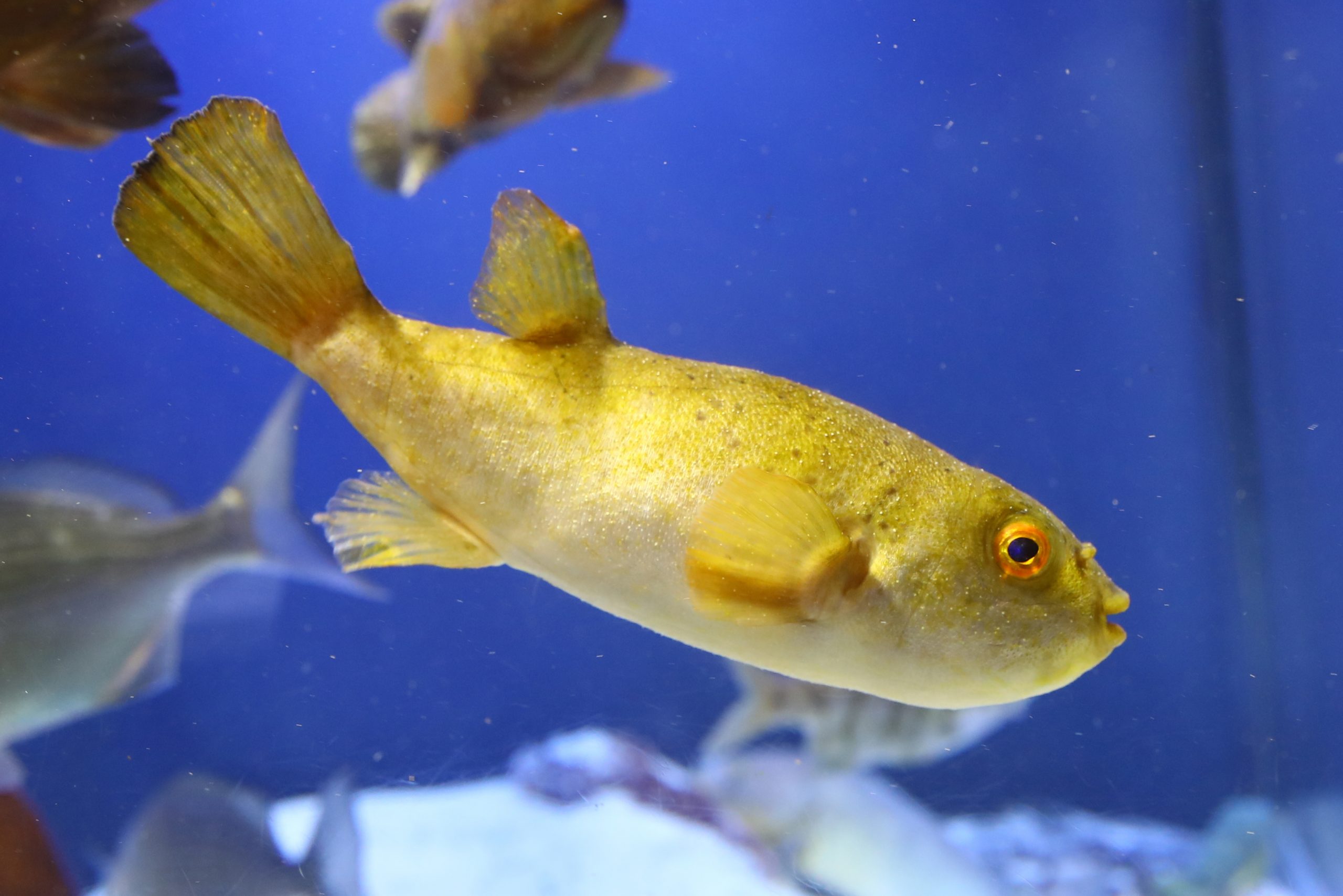 アカメフグ - 生きもの図鑑 鳥羽水族館