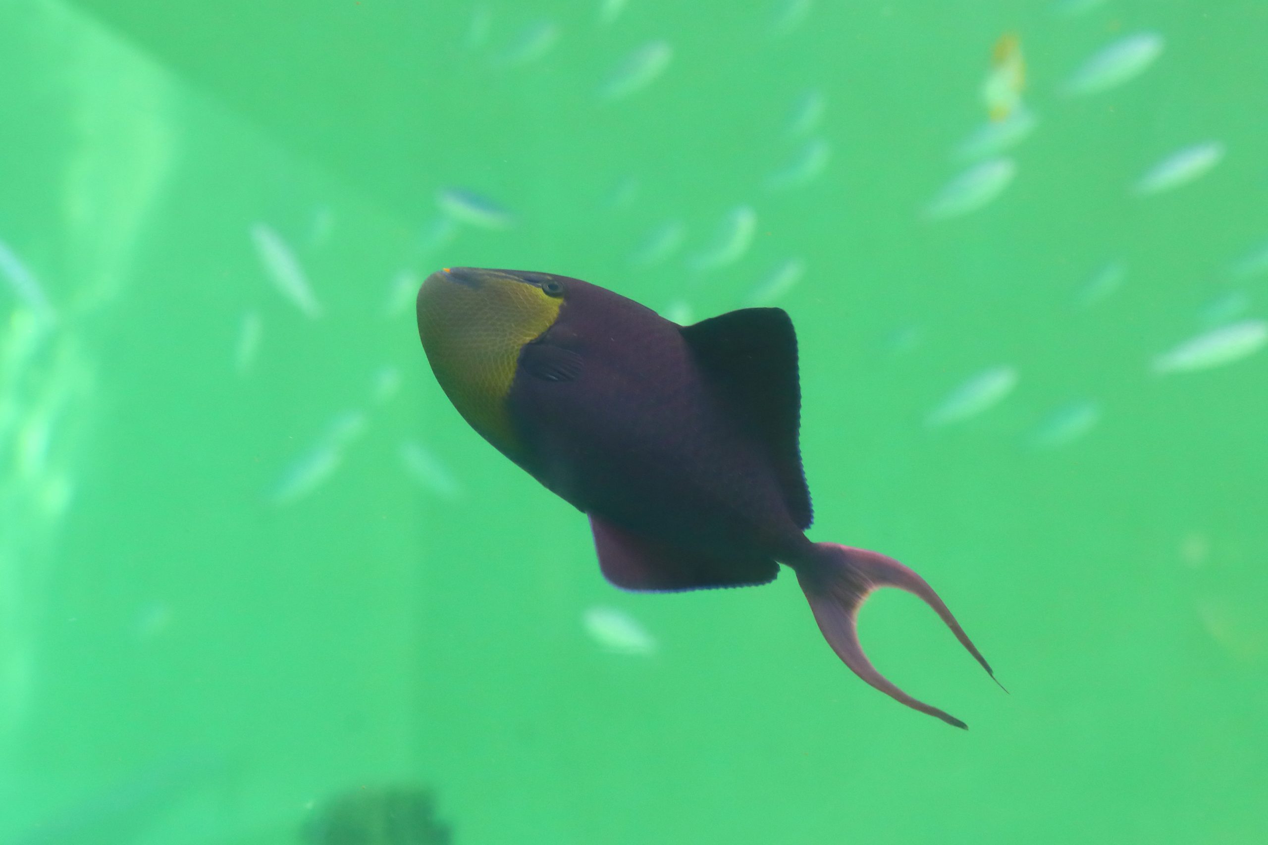 アカモンガラ - 生きもの図鑑 鳥羽水族館