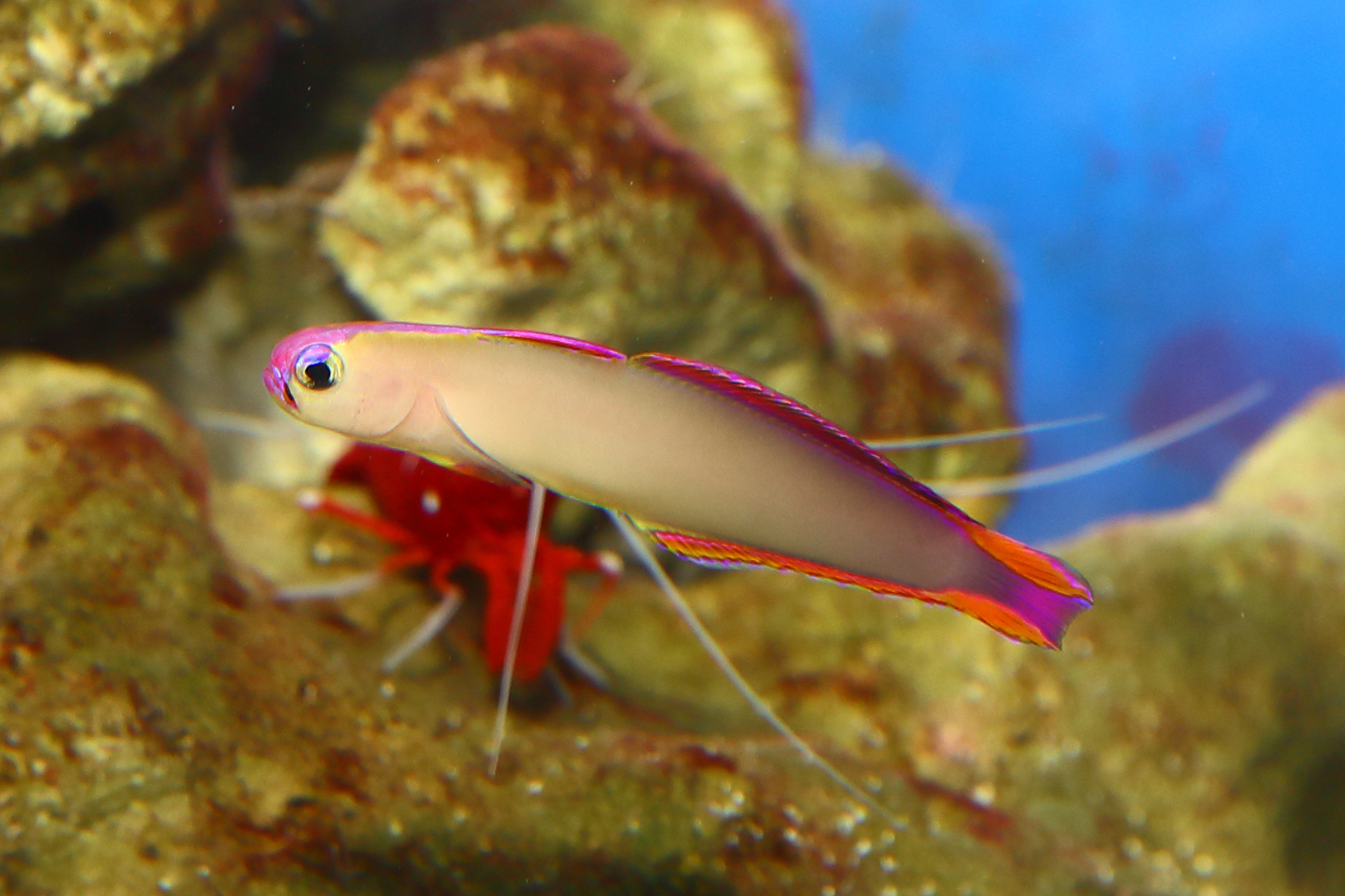 アケボノハゼ - 生きもの図鑑 鳥羽水族館