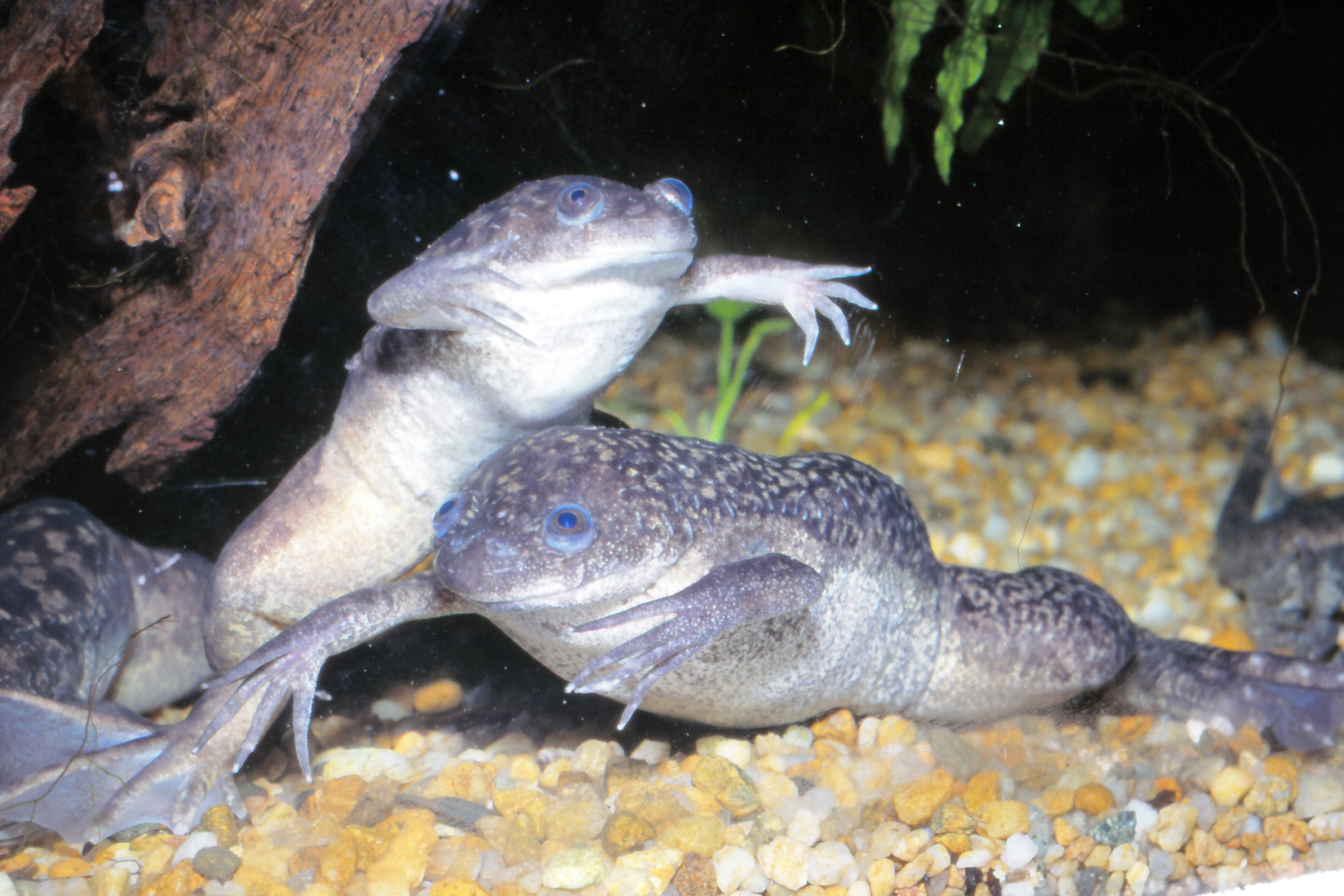 福井陸水生物会報 8～19号 福井県 生物 魚 昆虫 植物 両生類 藻