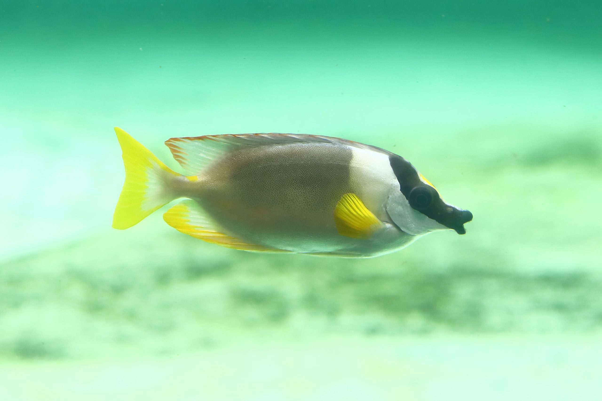 アンダマンフォックスフェイス - 生きもの図鑑 鳥羽水族館
