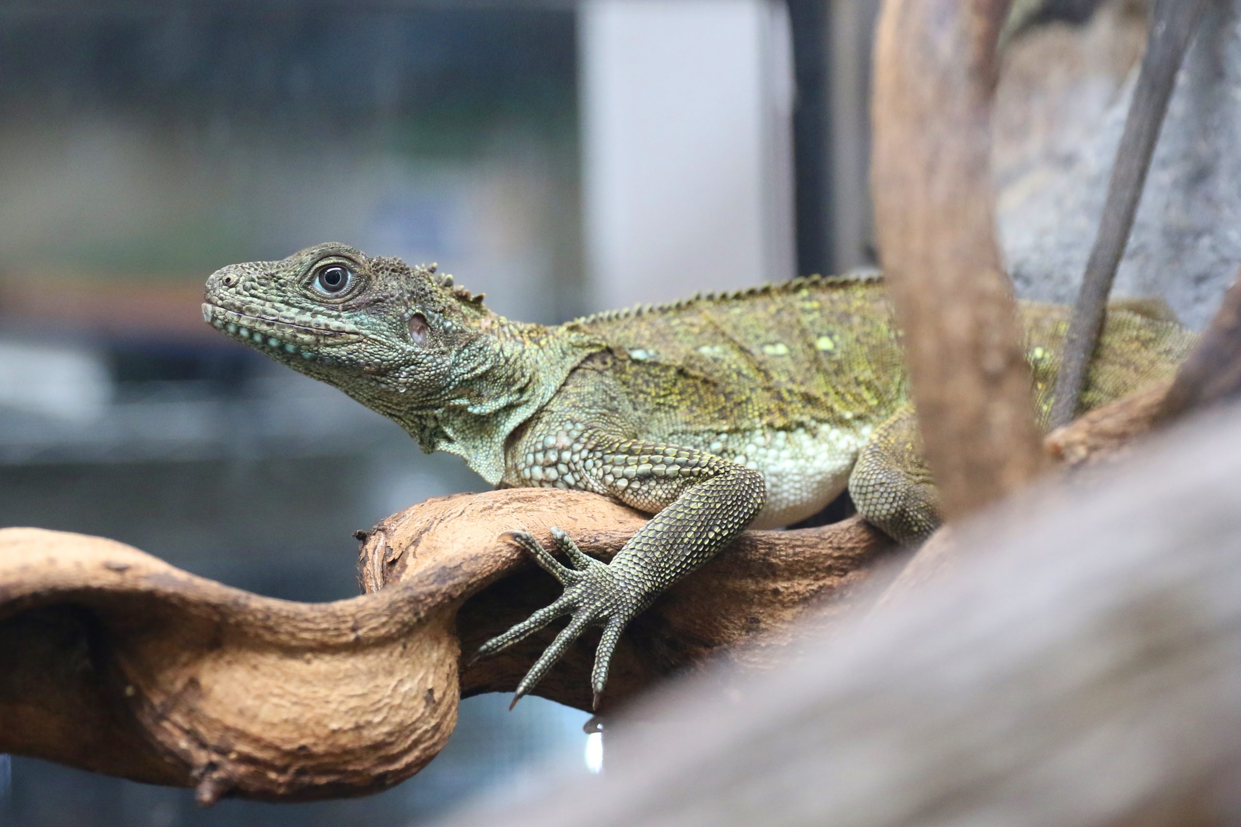 アンボイナホカケトカゲ 頭骨 骨格標本 爬虫類 セール