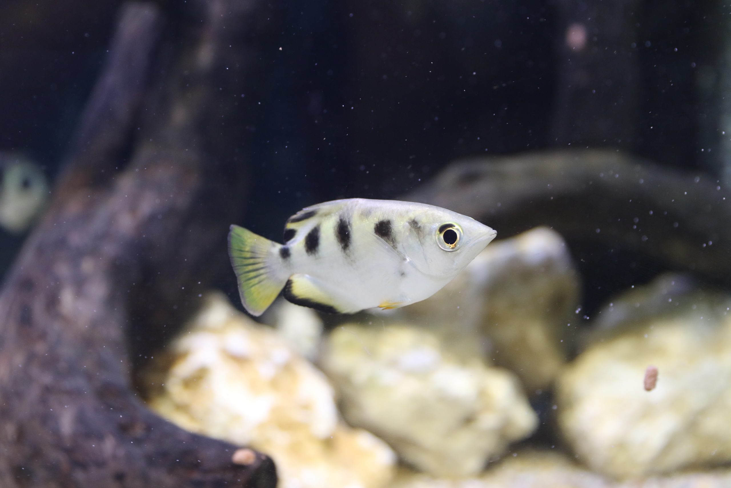 アーチャーフィッシュ（セブンスポット） - 生きもの図鑑 鳥羽水族館