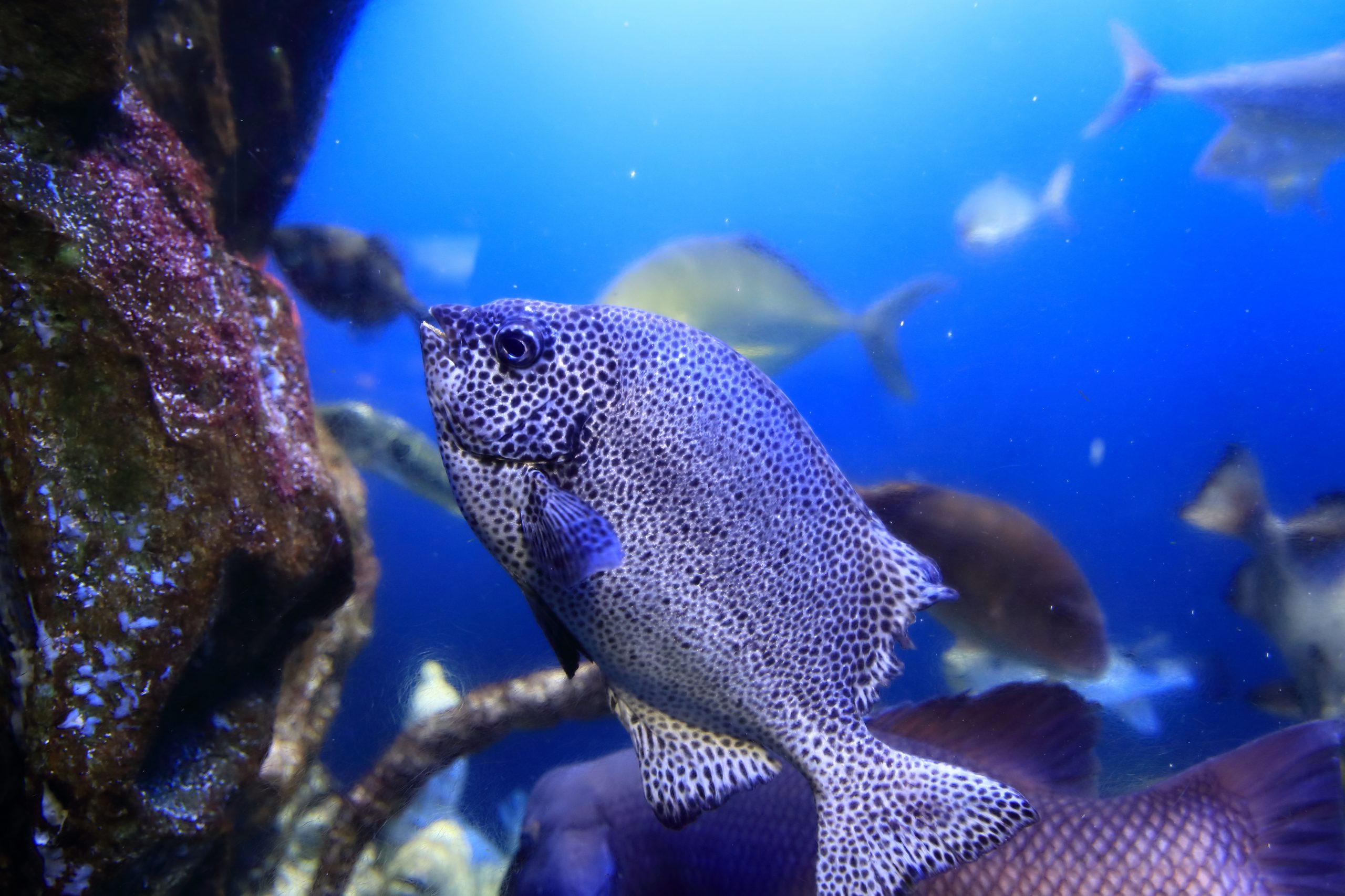 イシガキダイ - 生きもの図鑑 鳥羽水族館