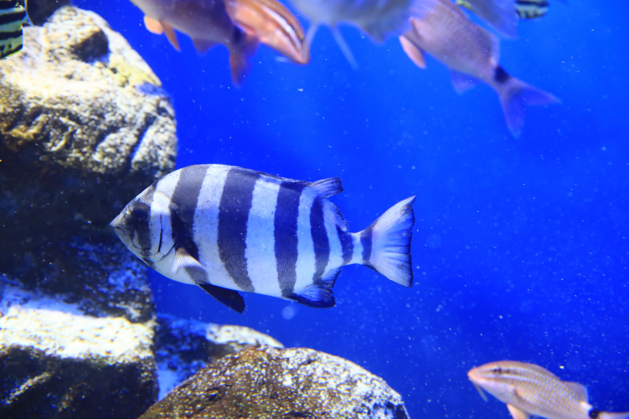 イシダイ - 生きもの図鑑 鳥羽水族館