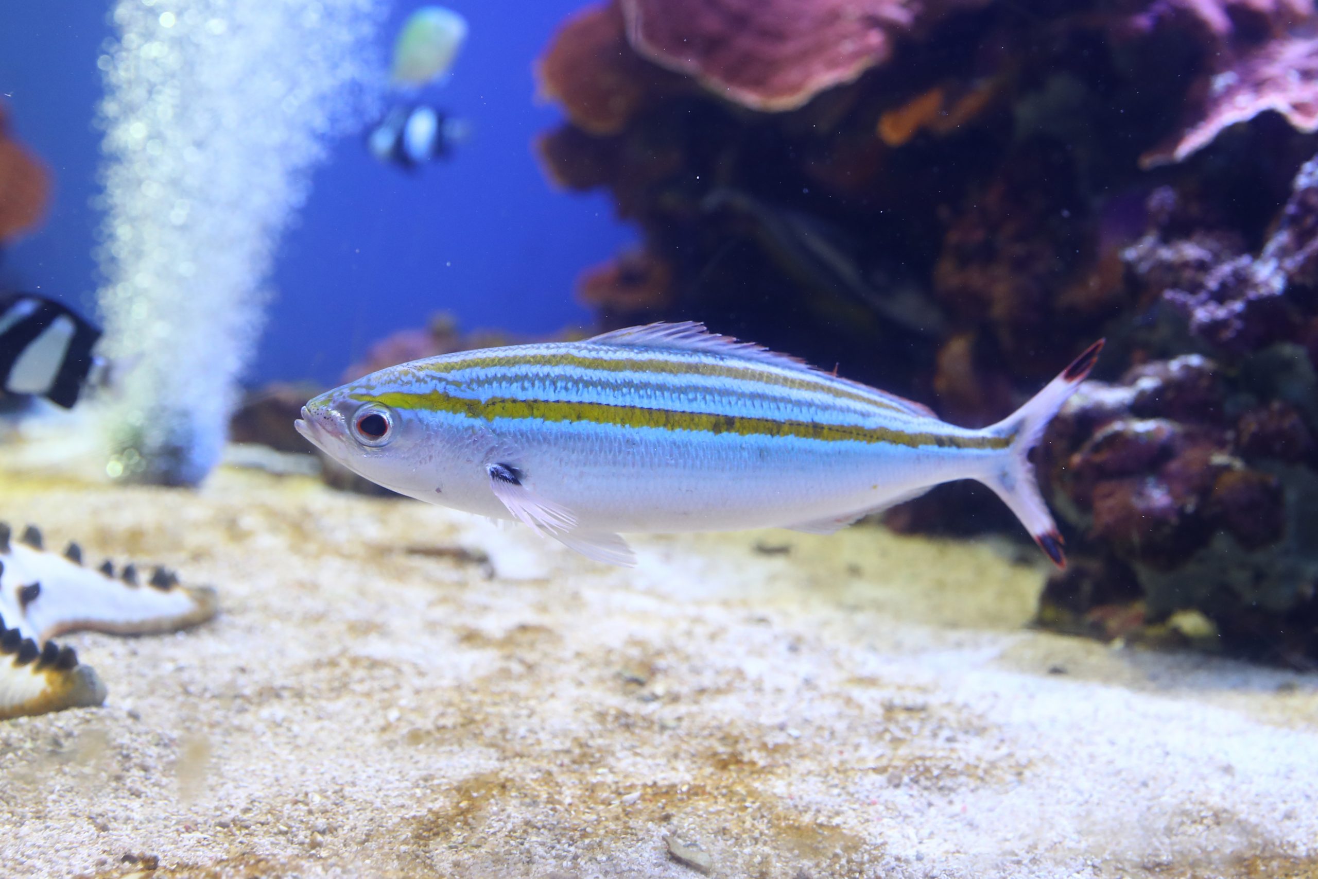 イッセンタカサゴ - 生きもの図鑑 鳥羽水族館