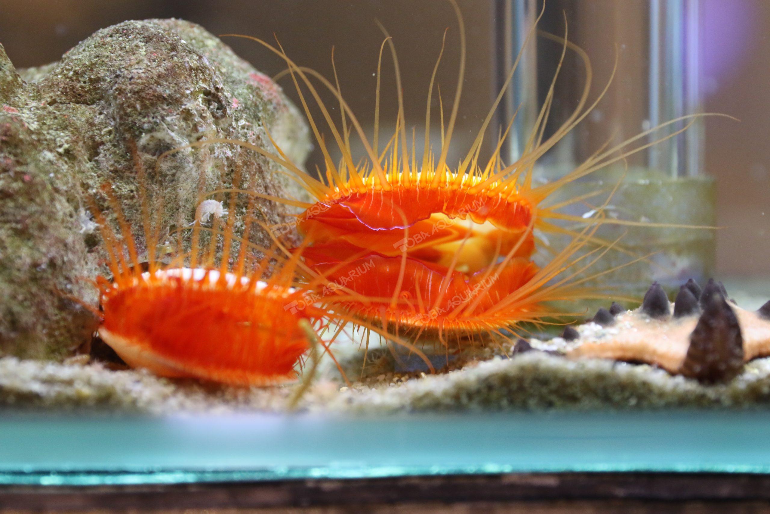 ウコンハネガイ - 生きもの図鑑 鳥羽水族館