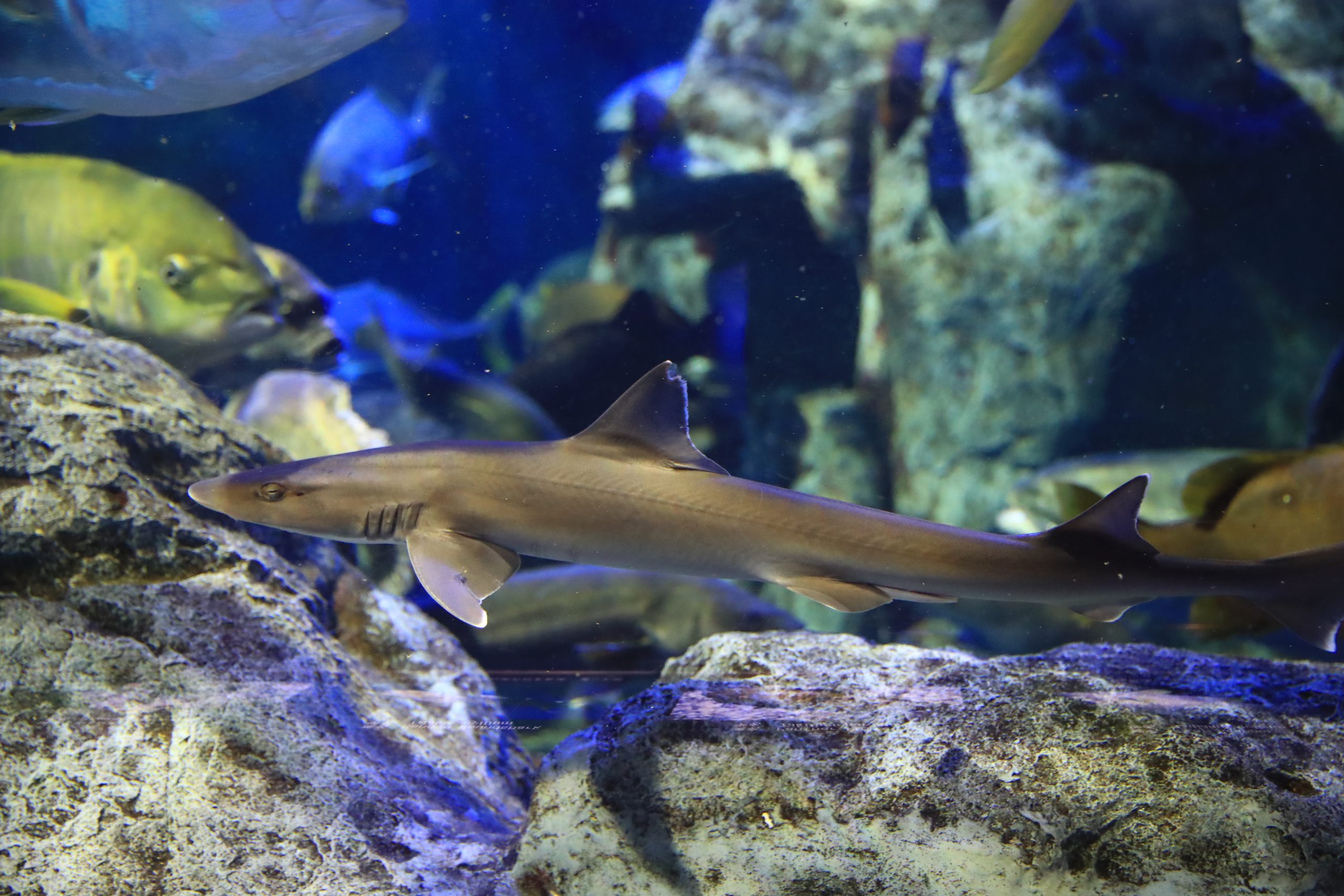 エイラクブカ - 生きもの図鑑 鳥羽水族館