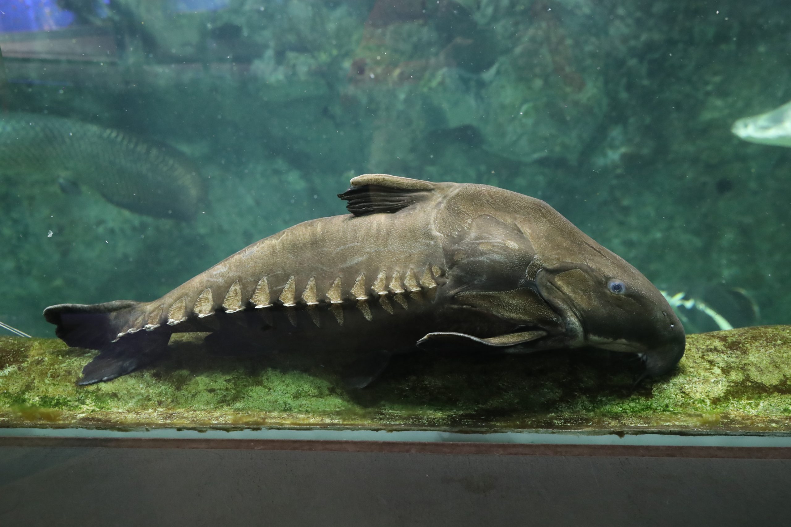 オキシドラス - 生きもの図鑑 鳥羽水族館