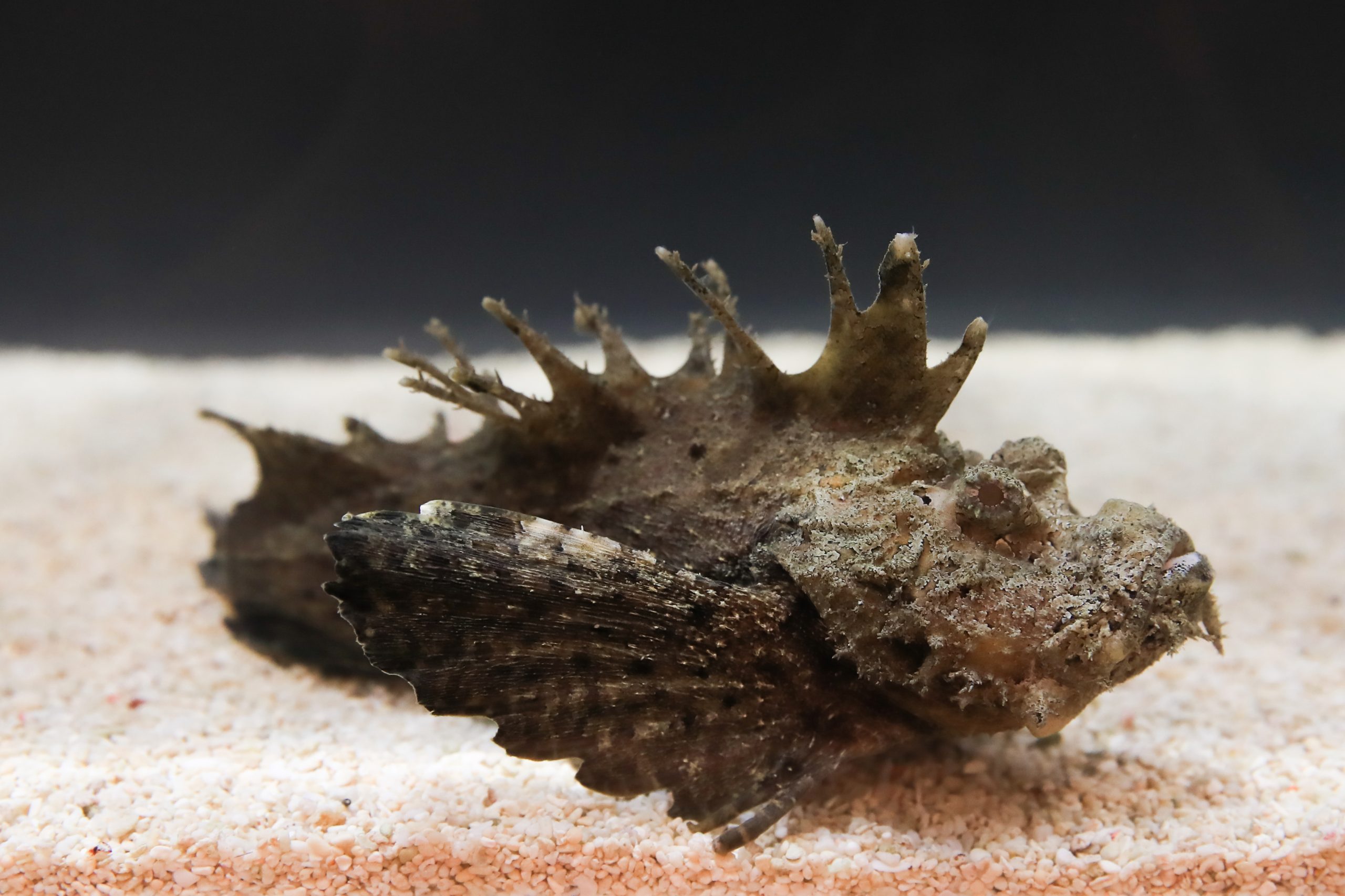 オニオコゼ - 生きもの図鑑 鳥羽水族館