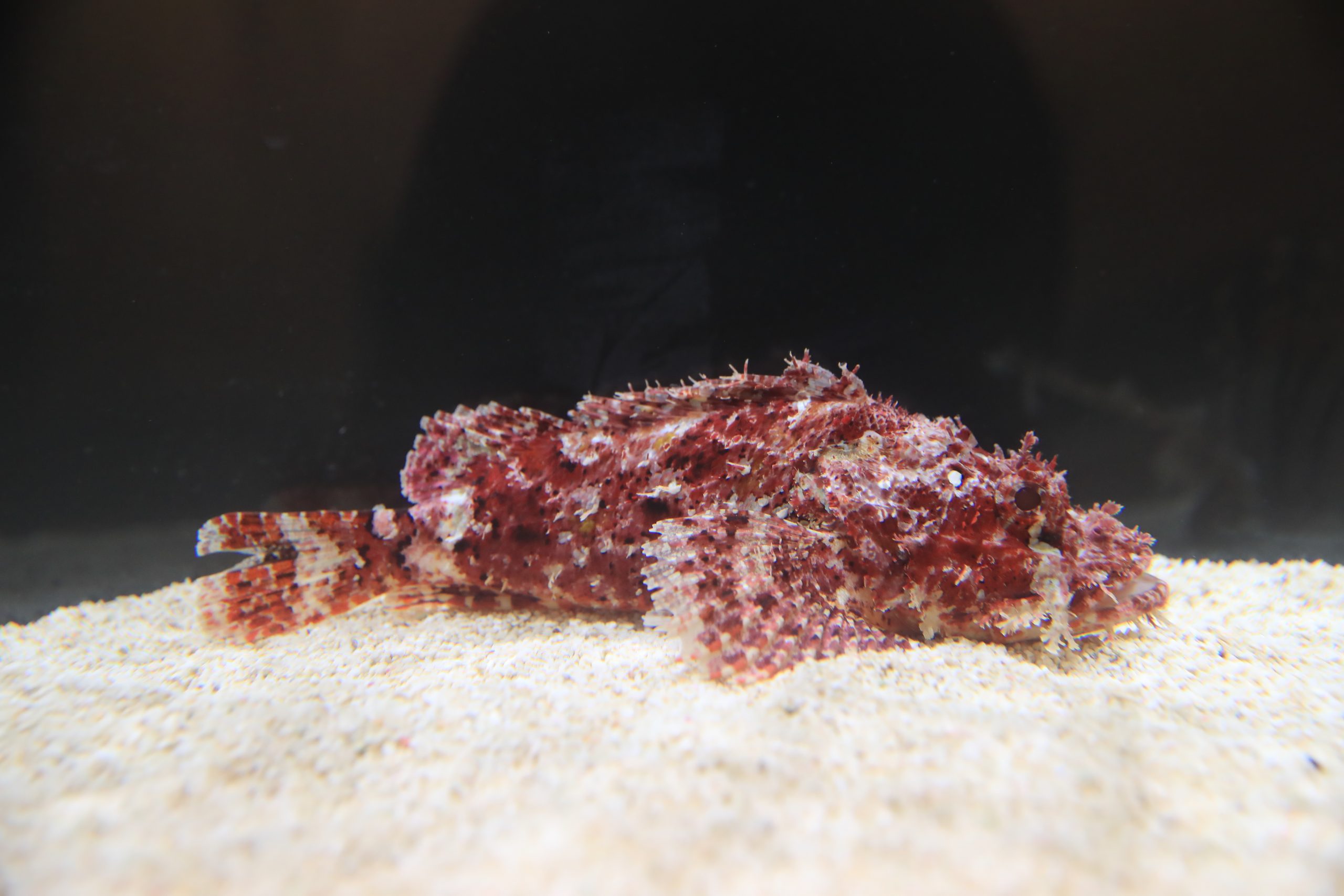 オニカサゴ - 生きもの図鑑 鳥羽水族館