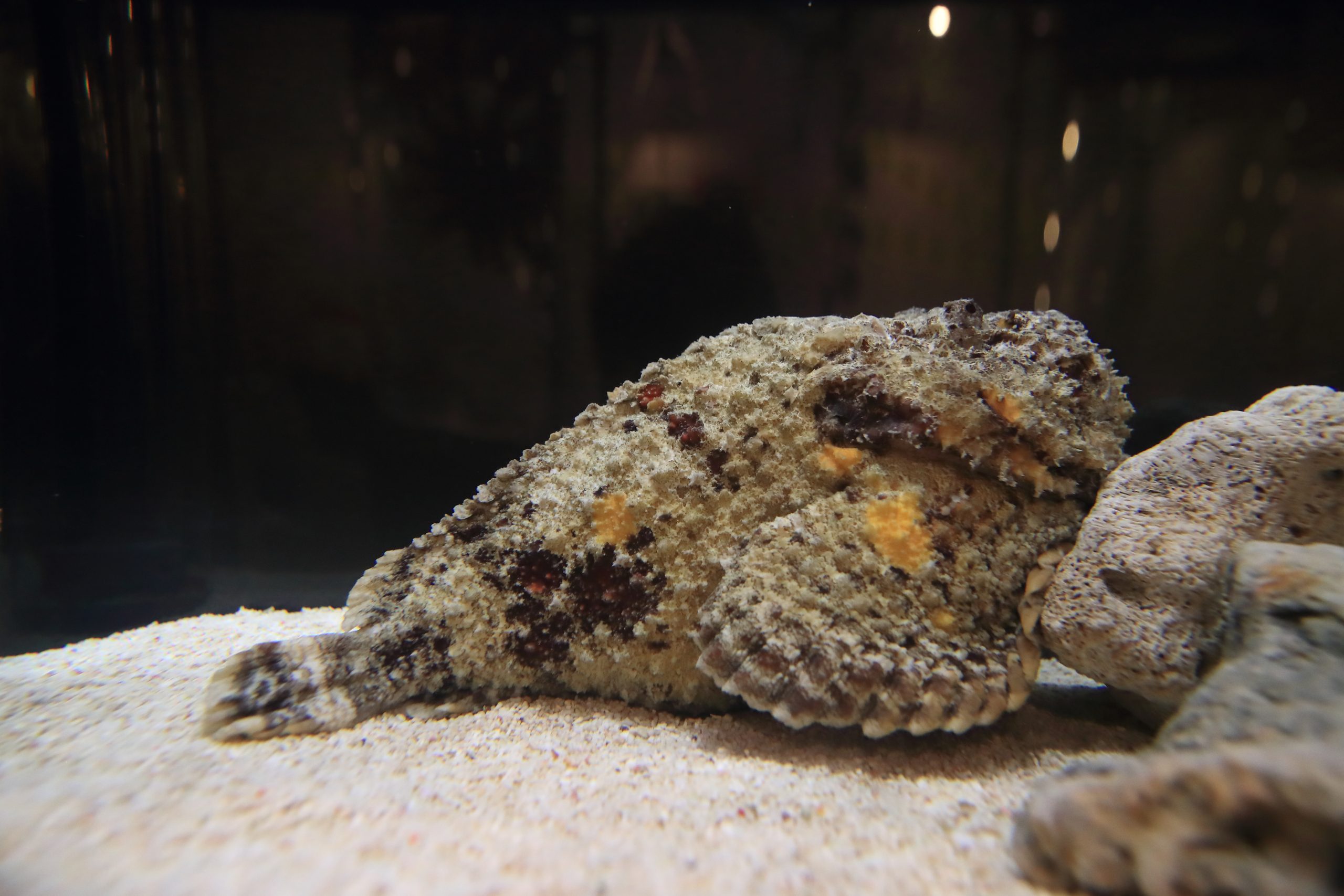 オニダルマオコゼ - 生きもの図鑑 鳥羽水族館