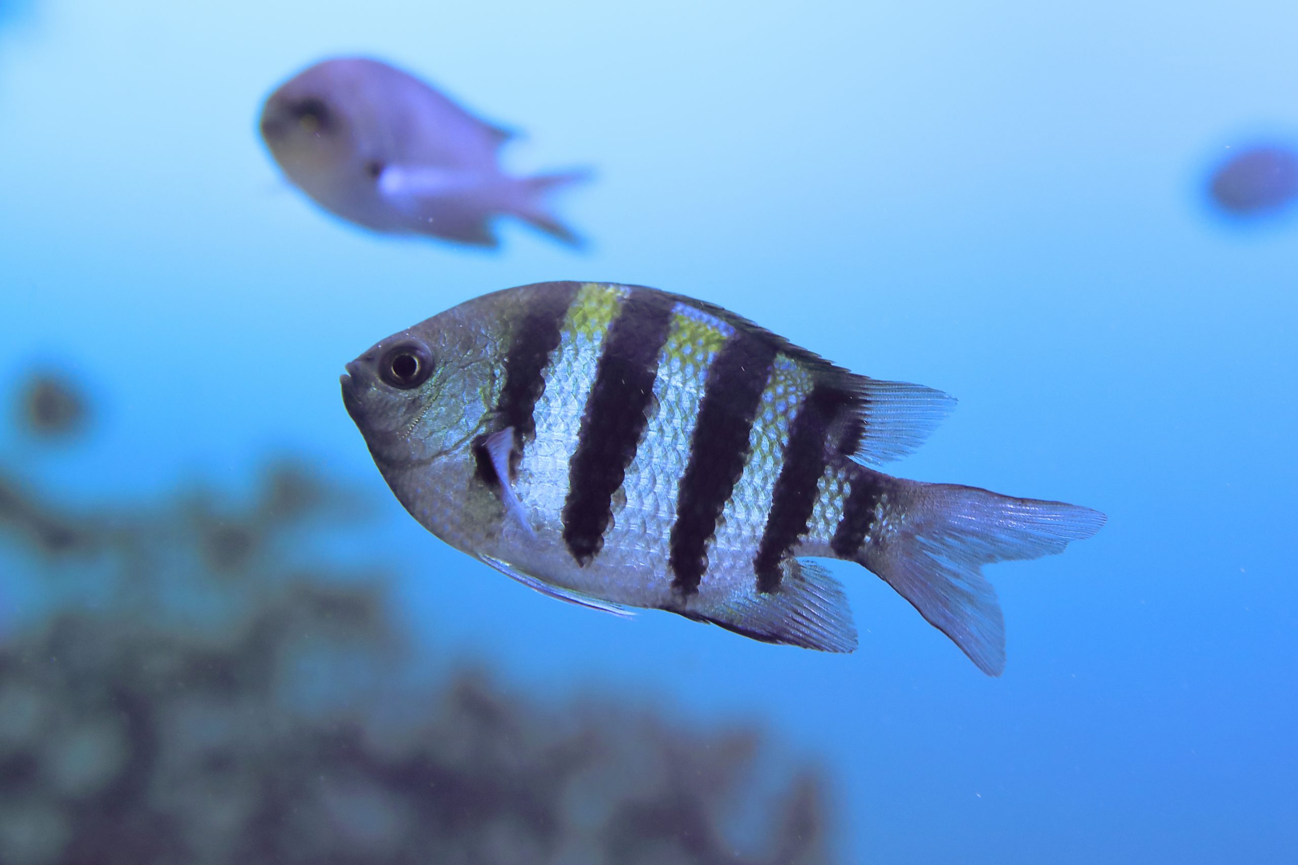 オヤビッチャ - 生きもの図鑑 鳥羽水族館