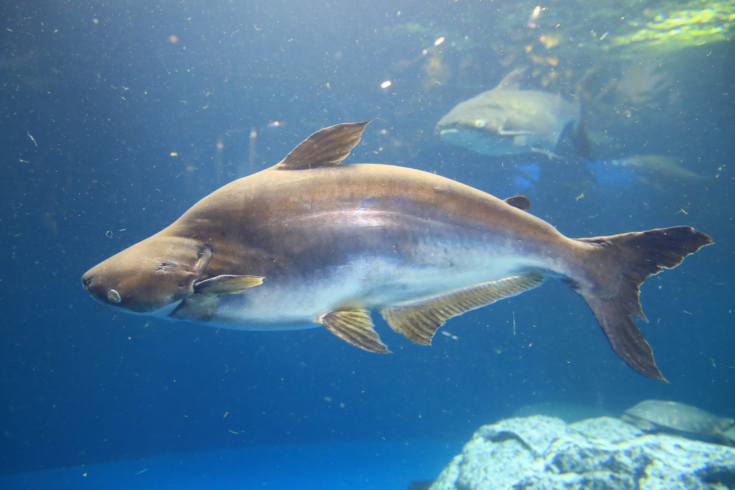 カイヤン - 生きもの図鑑 鳥羽水族館