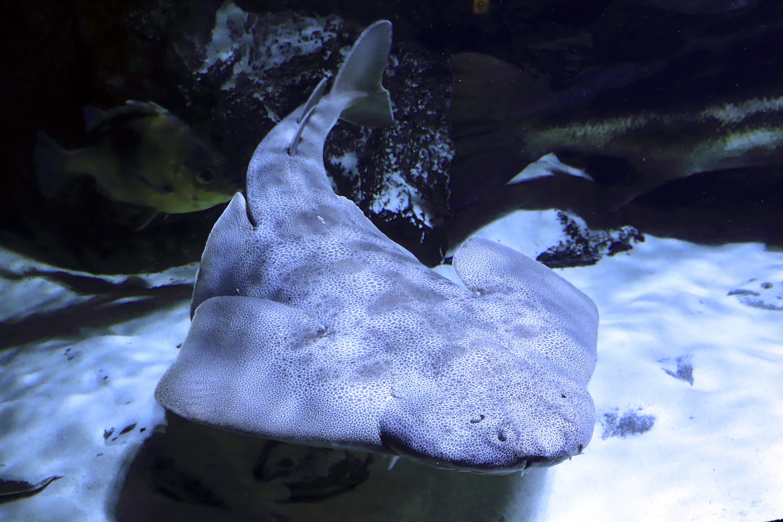 サメ カスザメ - 生きもの図鑑 鳥羽水族館
