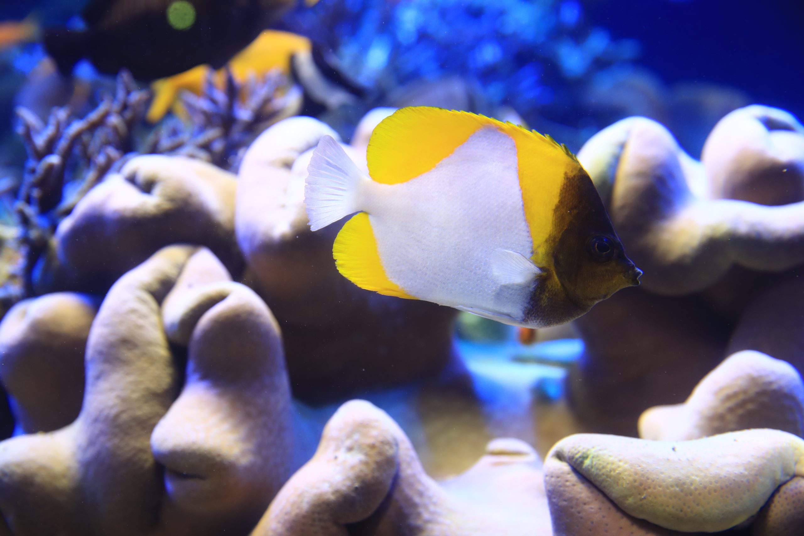 カスミチョウチョウウオ - 生きもの図鑑 鳥羽水族館