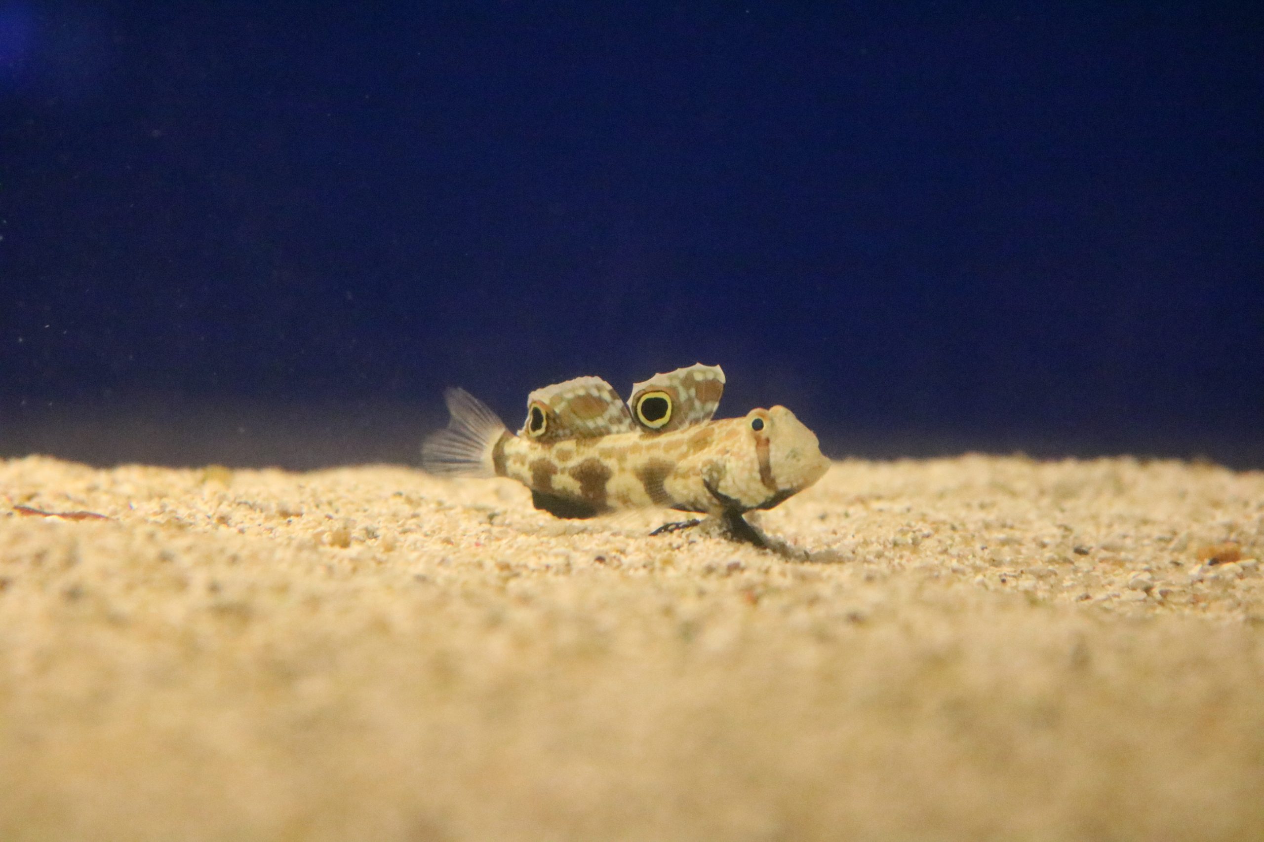 カニハゼ - 生きもの図鑑 鳥羽水族館