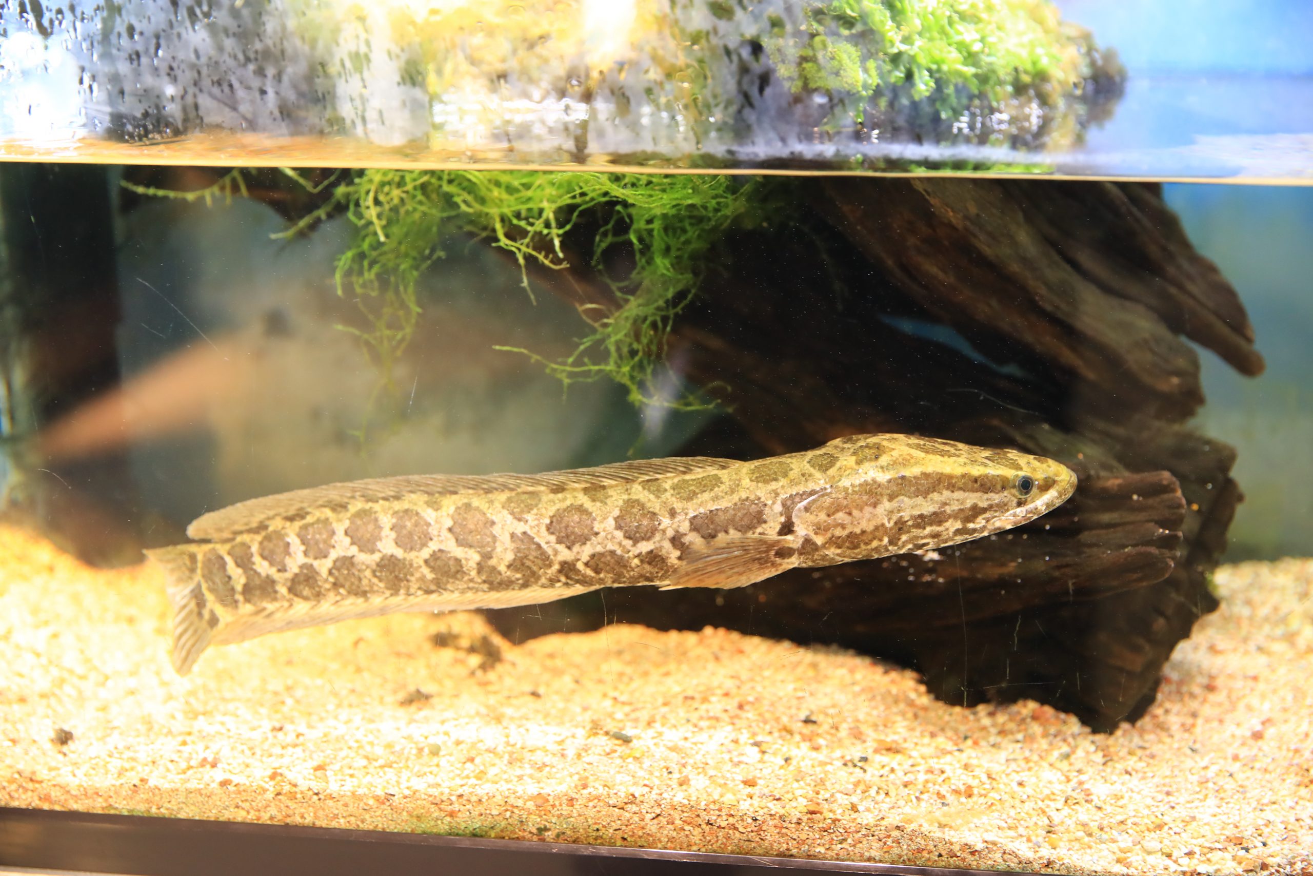 カムルチー - 生きもの図鑑 鳥羽水族館