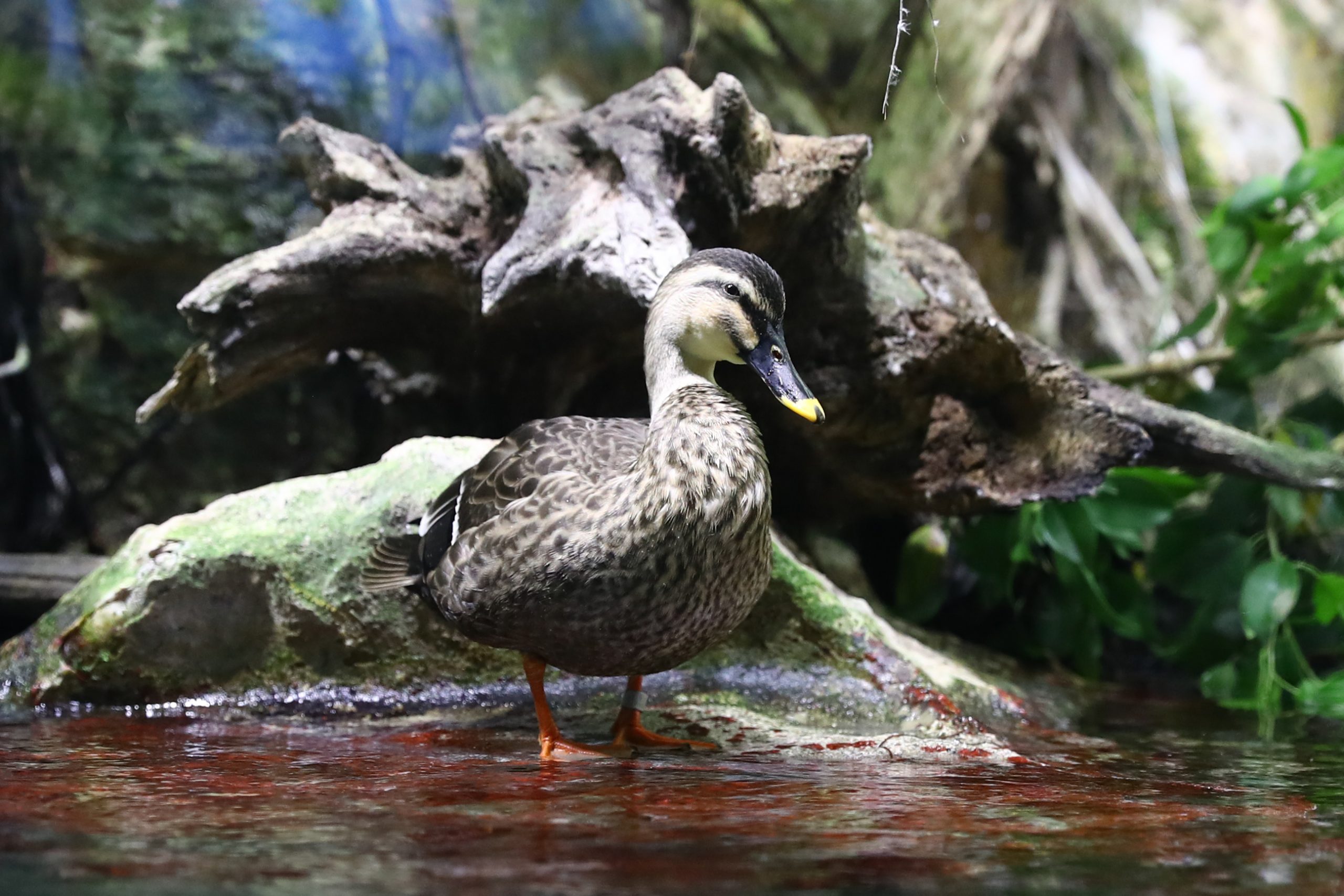 カルガモ - 生きもの図鑑 鳥羽水族館