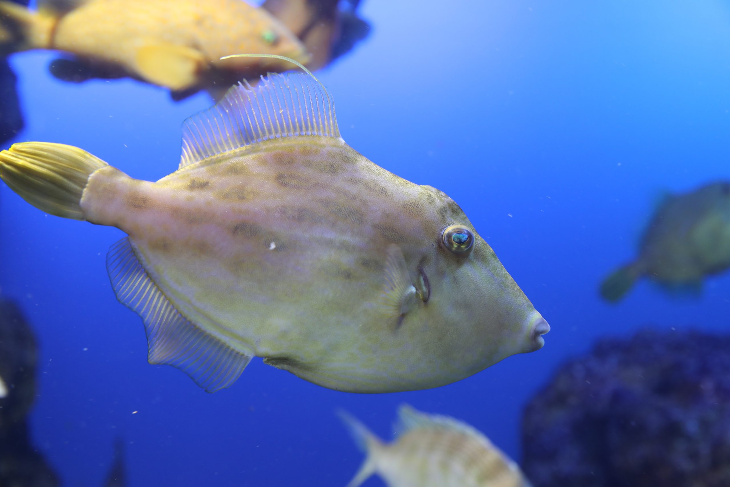 カワハギ - 生きもの図鑑 鳥羽水族館