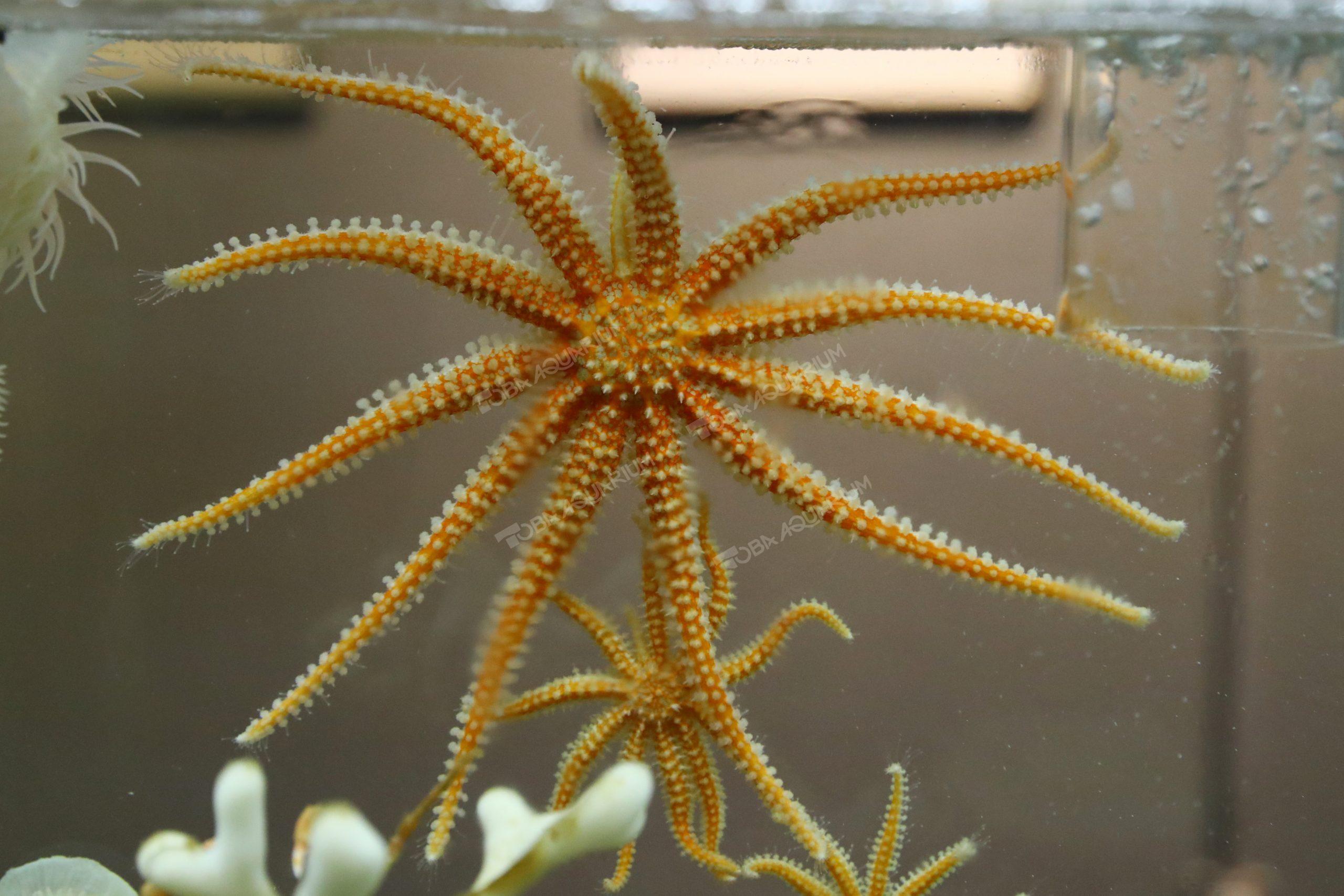 ヒトデ属 ヤツデヒトデ - Wikipedia