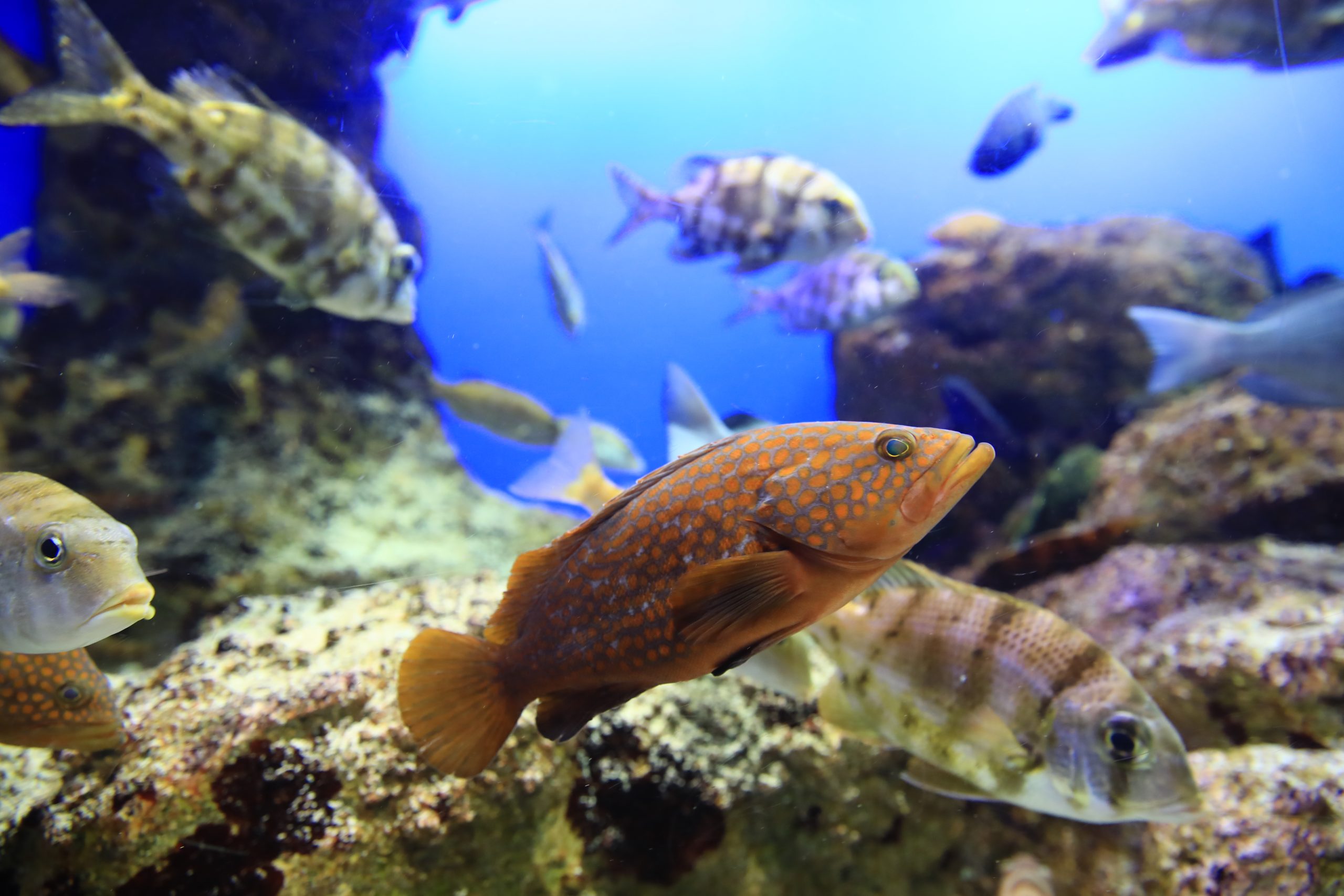 キジハタ - 生きもの図鑑 鳥羽水族館