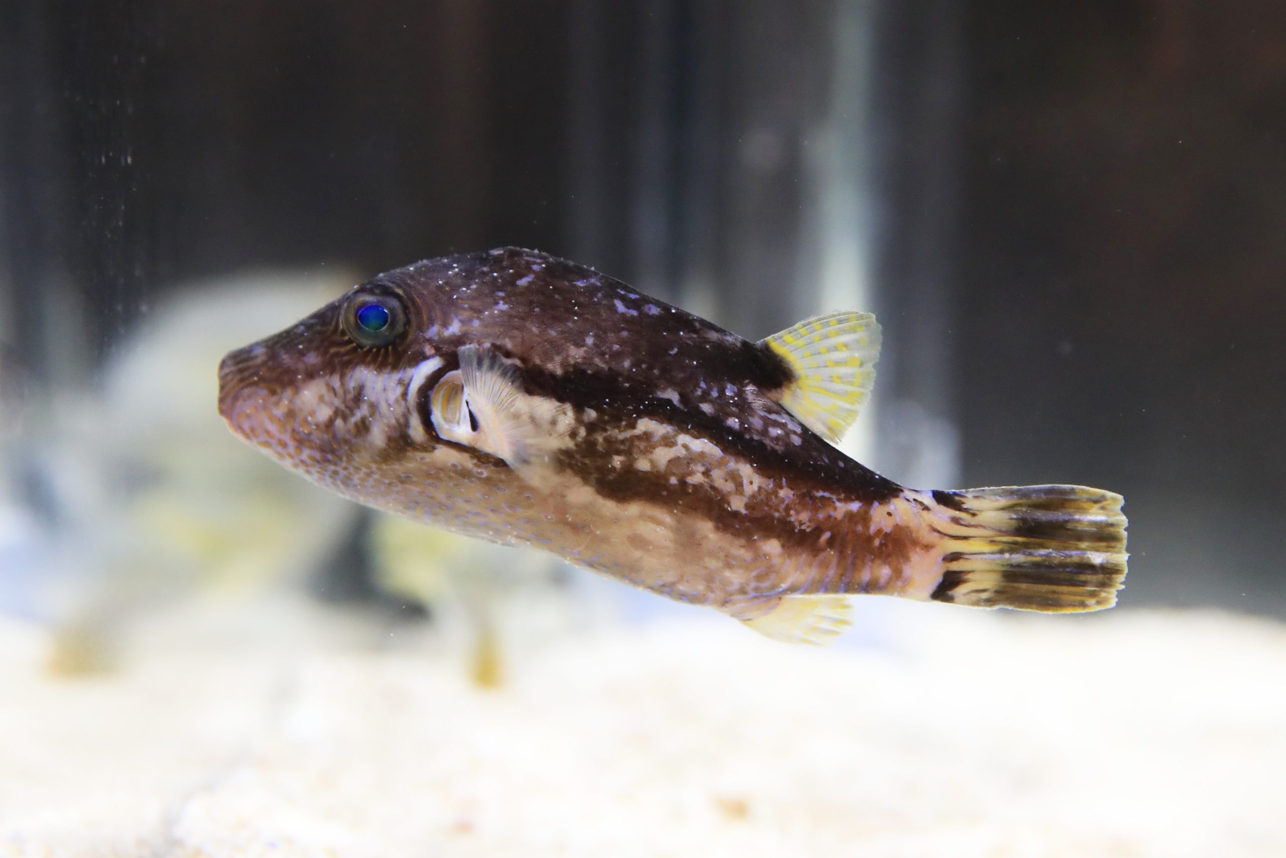 キタマクラ - 生きもの図鑑 鳥羽水族館