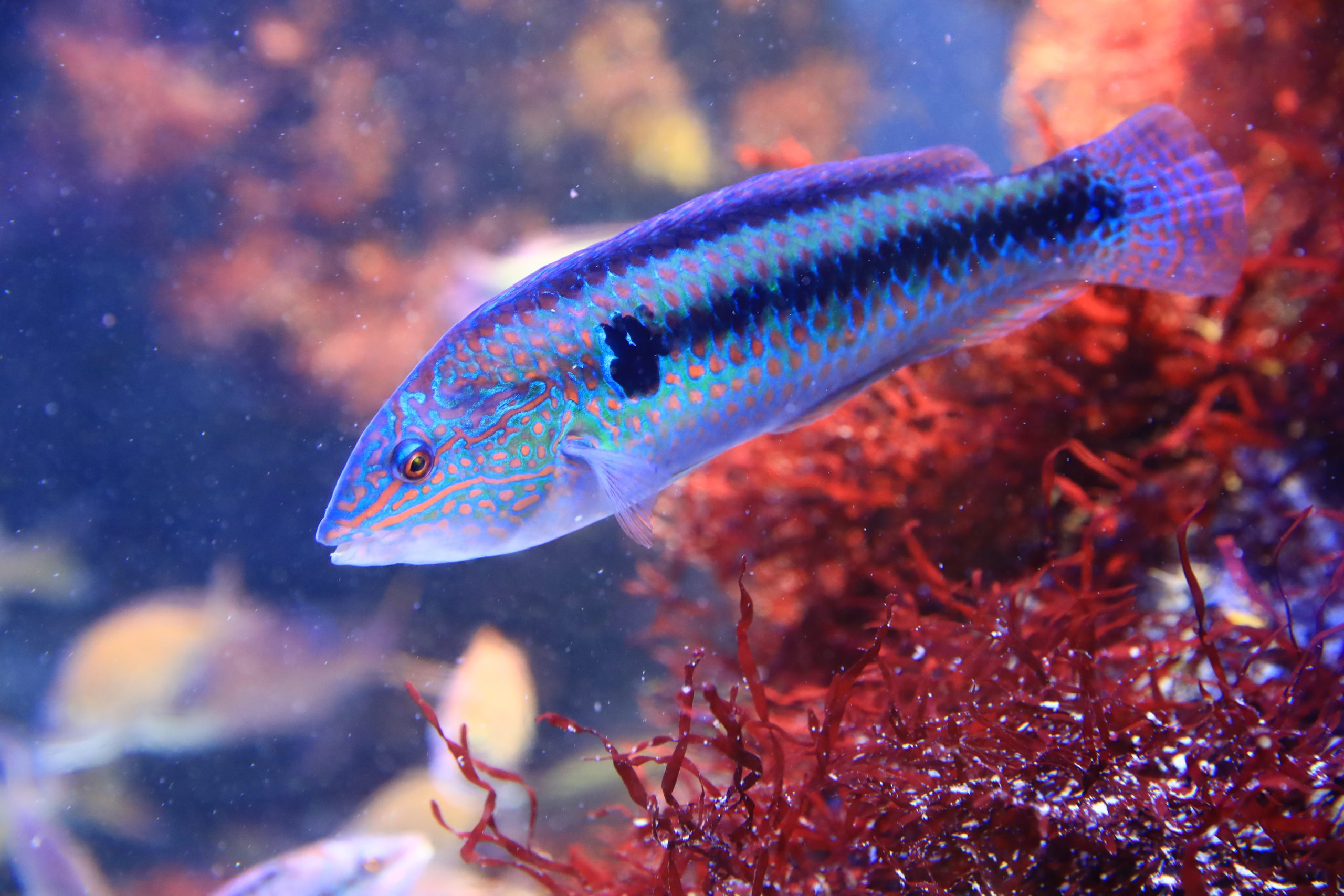 全6種 ネイチャーテクニカラー 鳥羽水族館立体コレクション3