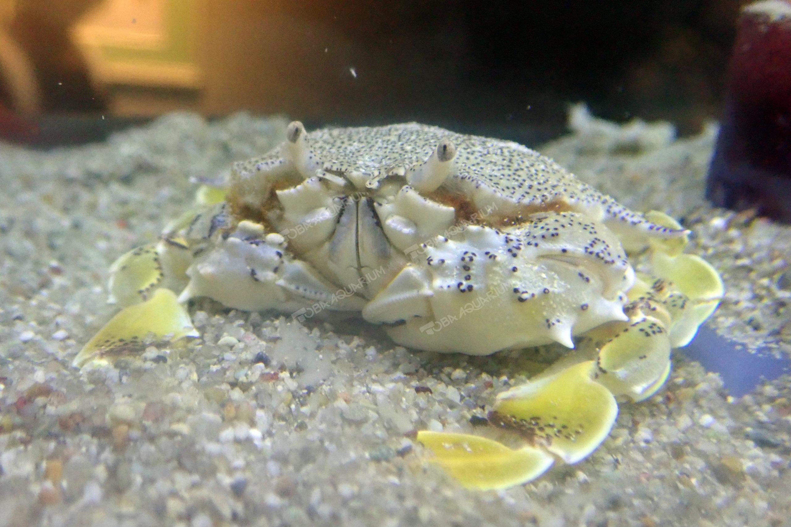 キンセンガニ - 生きもの図鑑 鳥羽水族館