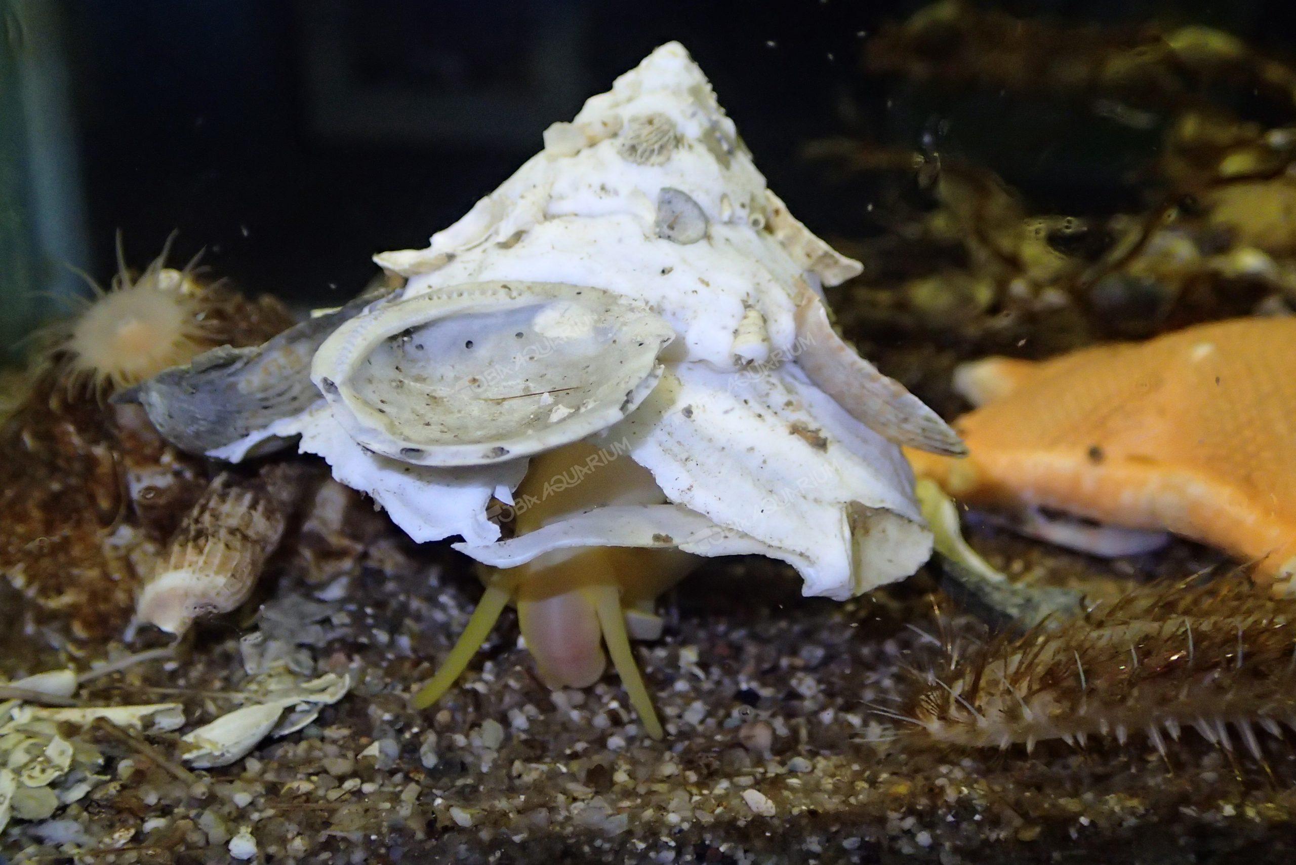 クマサカガイ - 生きもの図鑑 鳥羽水族館