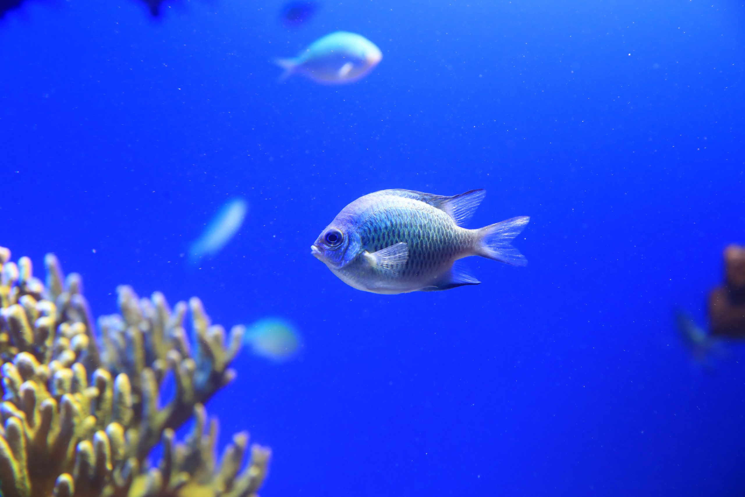 クラカオスズメダイ - 生きもの図鑑 鳥羽水族館