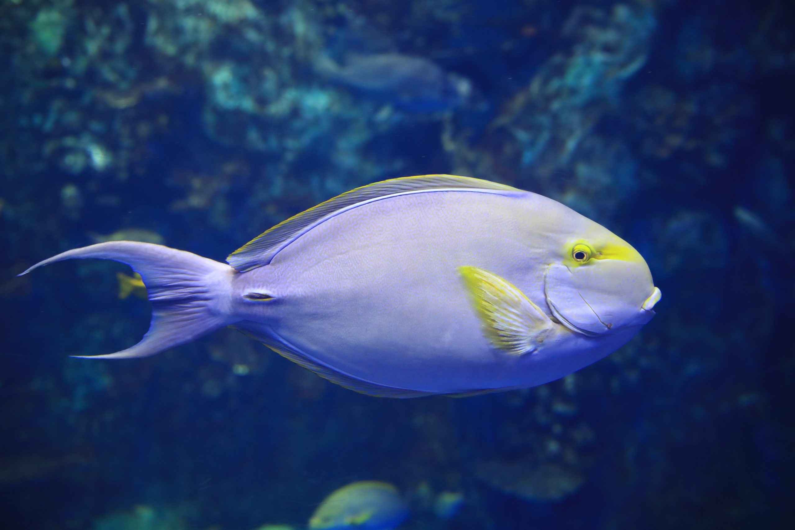 クロハギ - 生きもの図鑑 鳥羽水族館