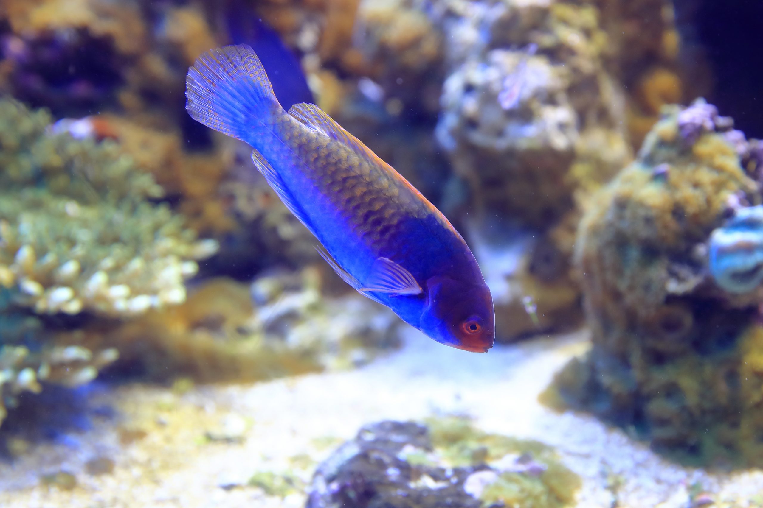 クロヘリイトヒキベラ - 生きもの図鑑 鳥羽水族館