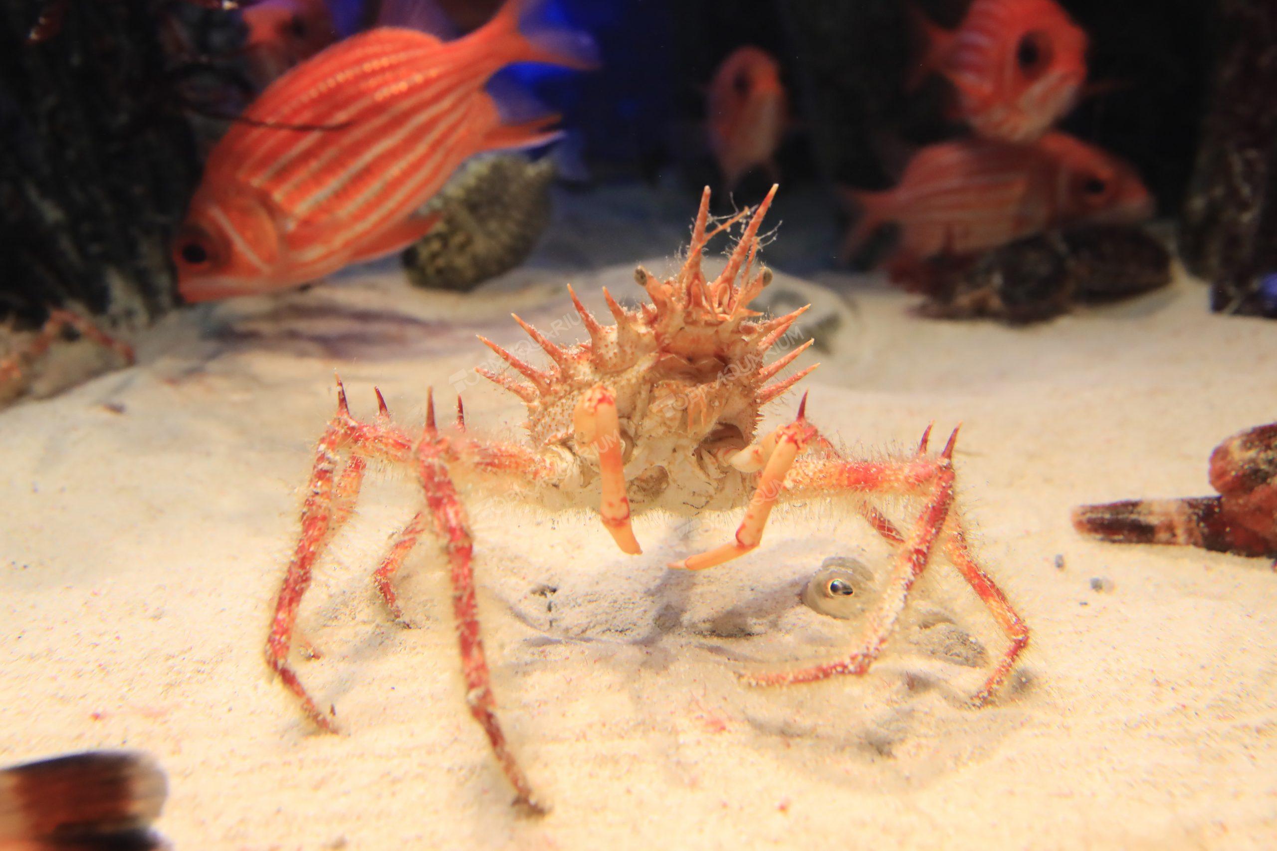 ケアシガニ - 生きもの図鑑 鳥羽水族館