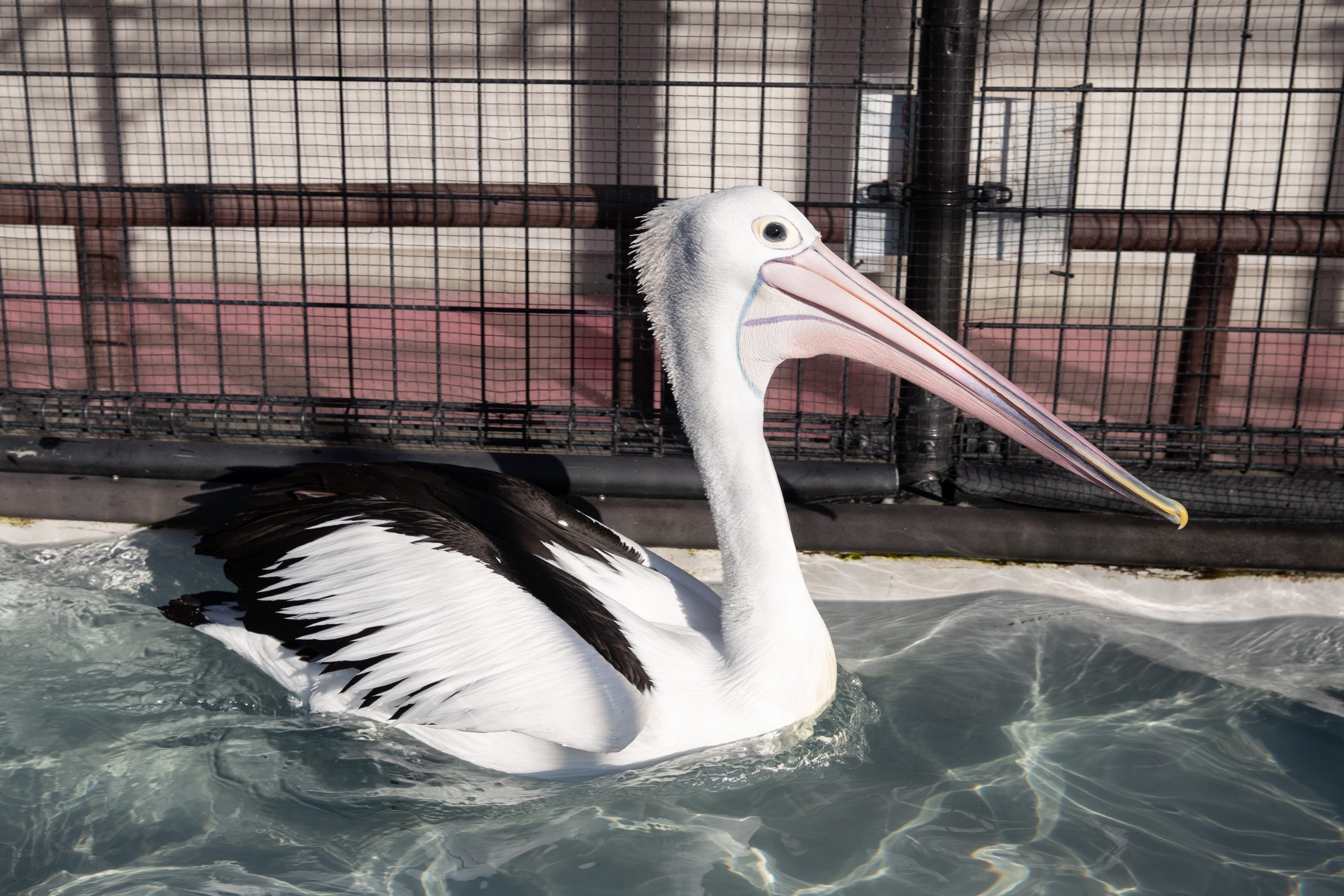 コシグロペリカン - 生きもの図鑑 鳥羽水族館