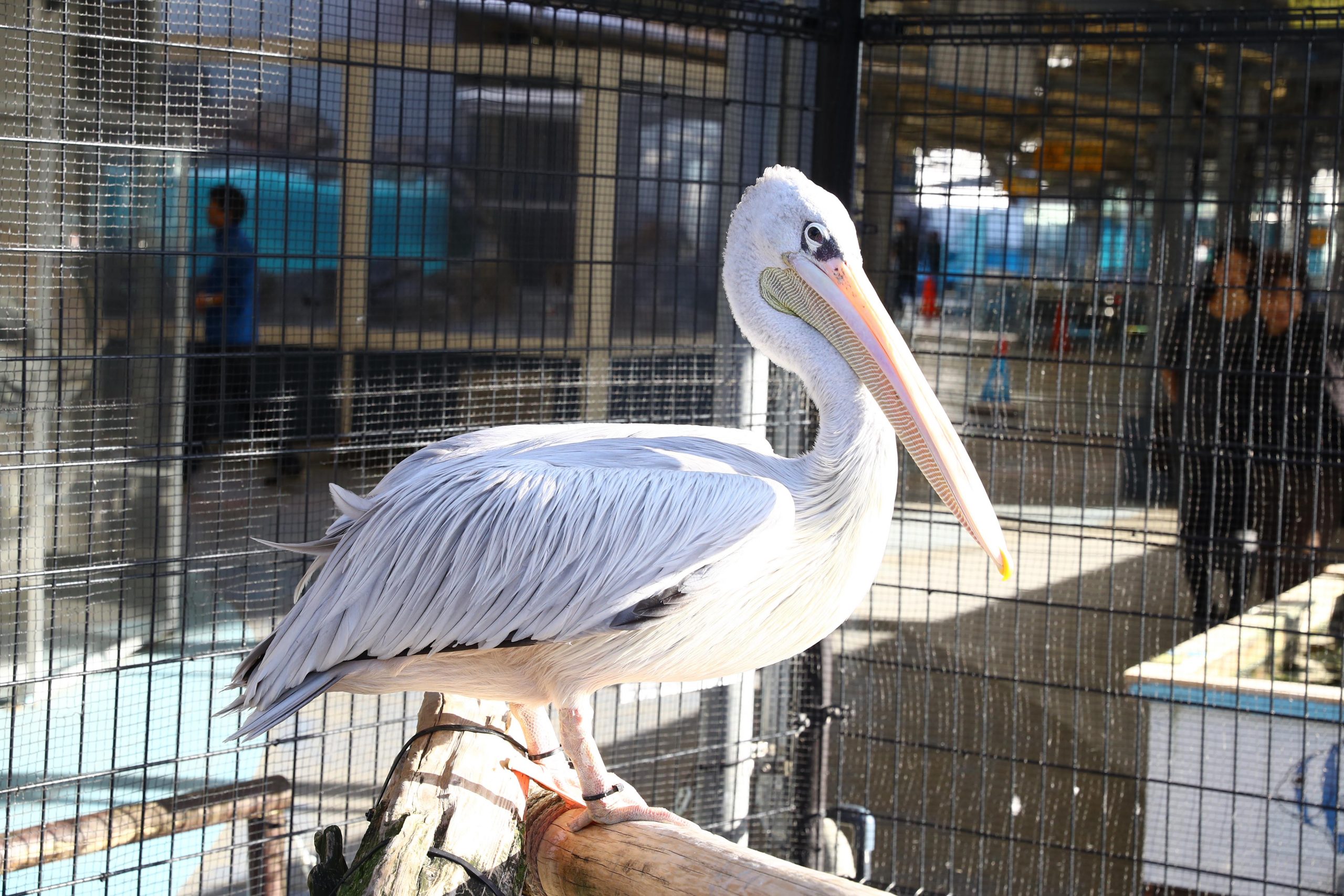 コシベニペリカン - 生きもの図鑑 鳥羽水族館