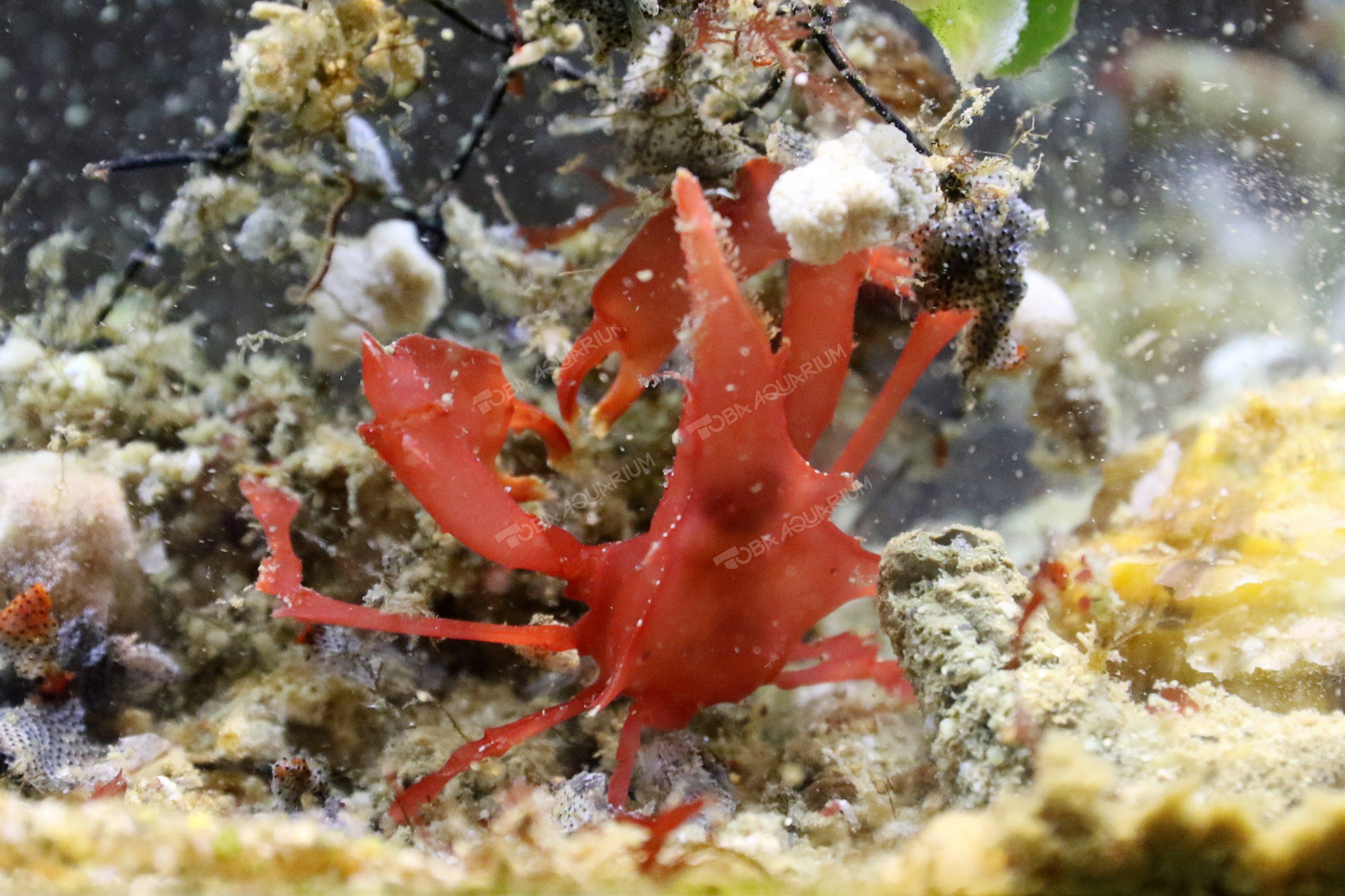 コノハガニ - 生きもの図鑑 鳥羽水族館