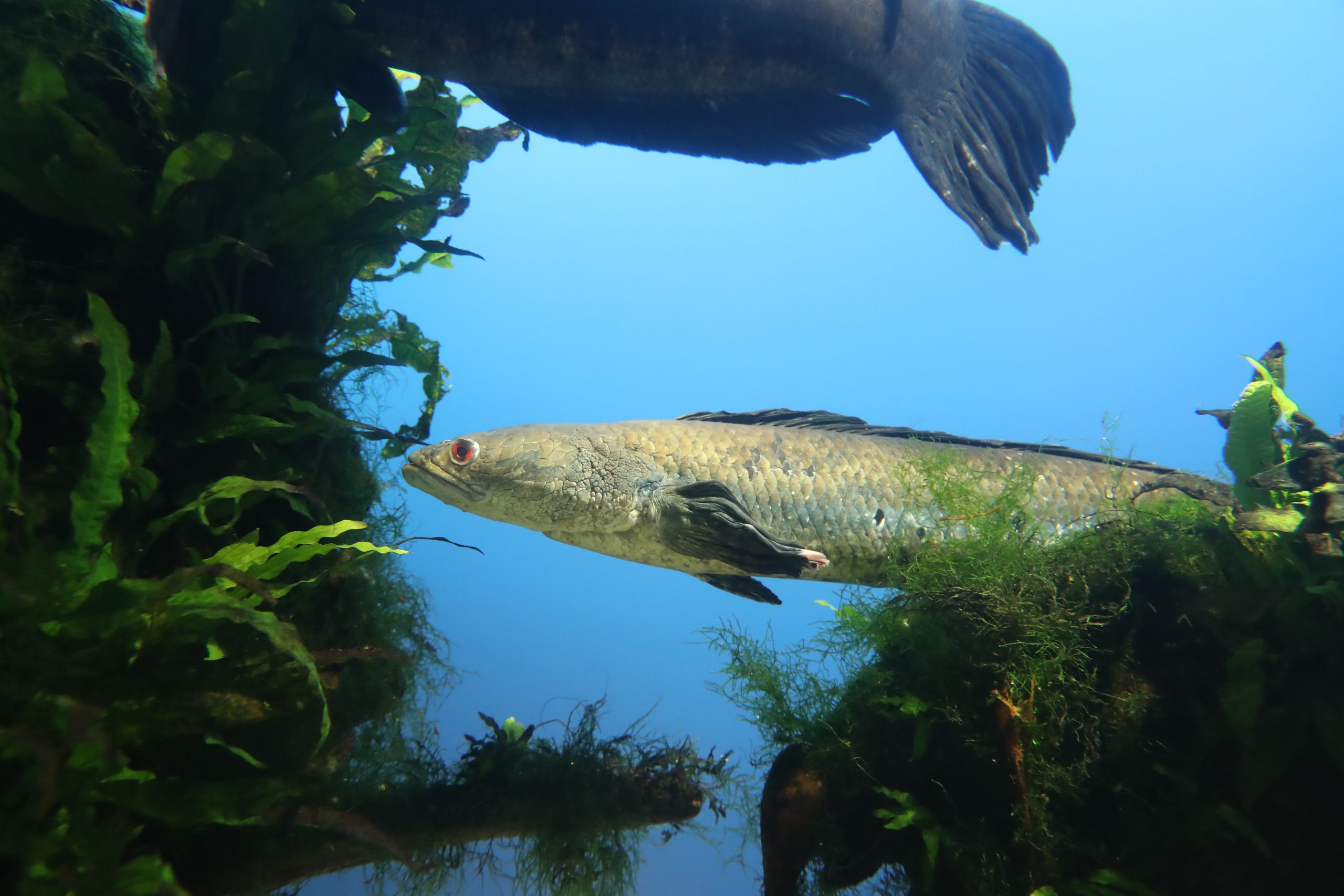 コブラ・スネークヘッド - 生きもの図鑑 鳥羽水族館