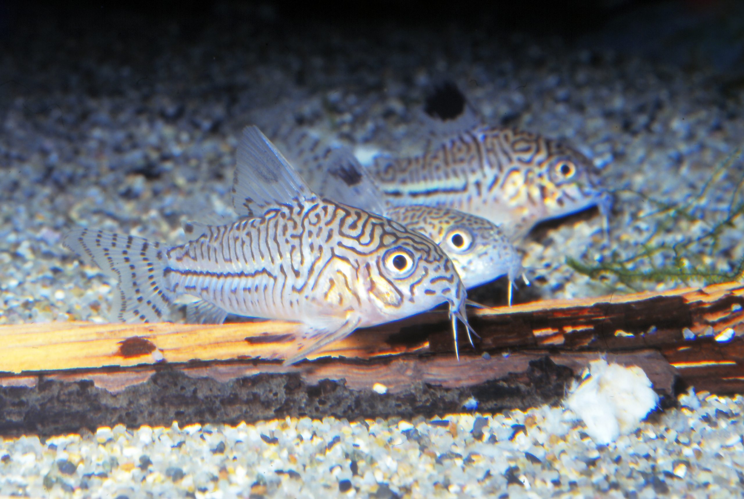 コリドラス コリドラス・トリリネアートゥス - 生きもの図鑑 鳥羽水族館